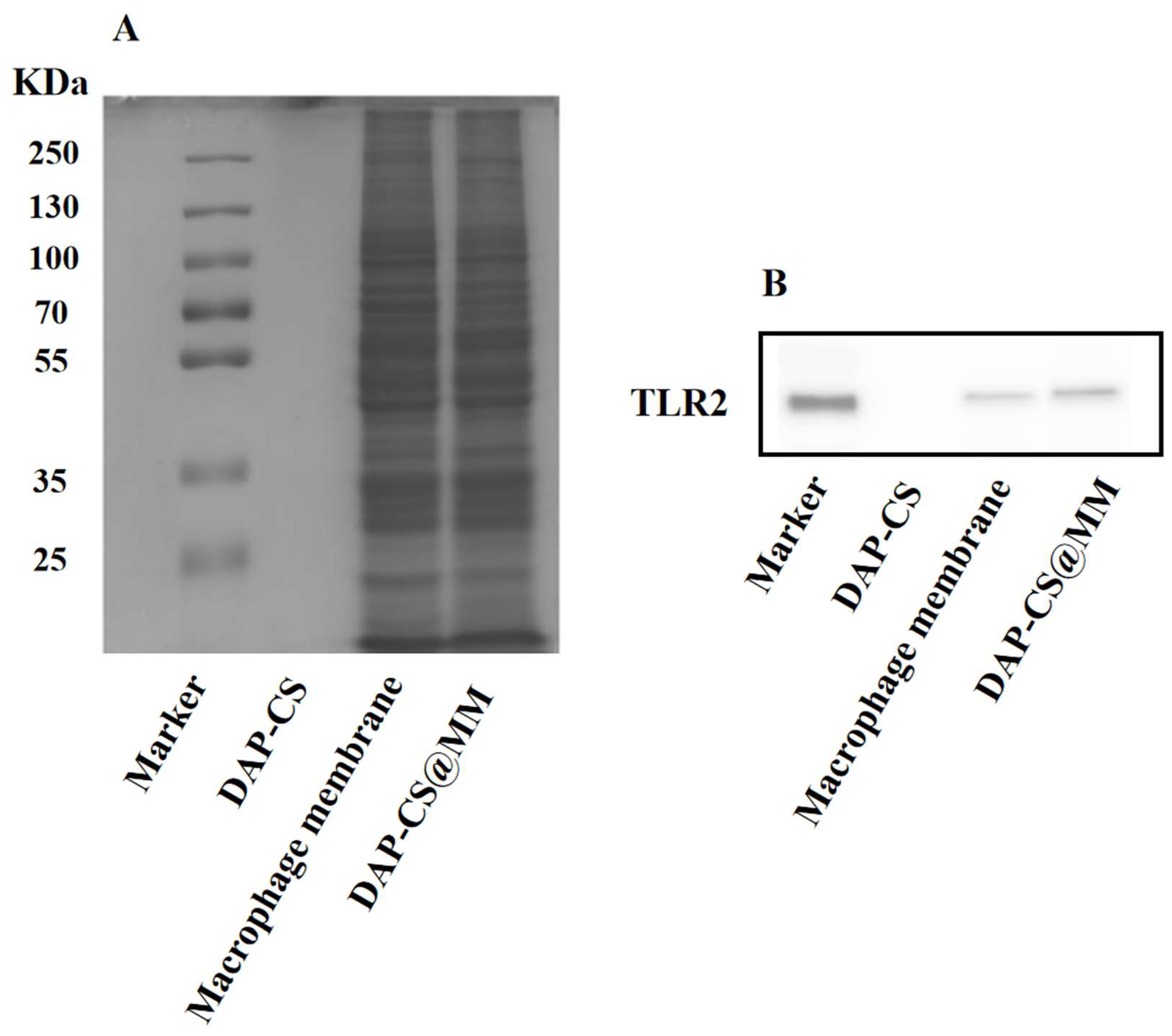 Pharmaceuticals 18 01169 g003