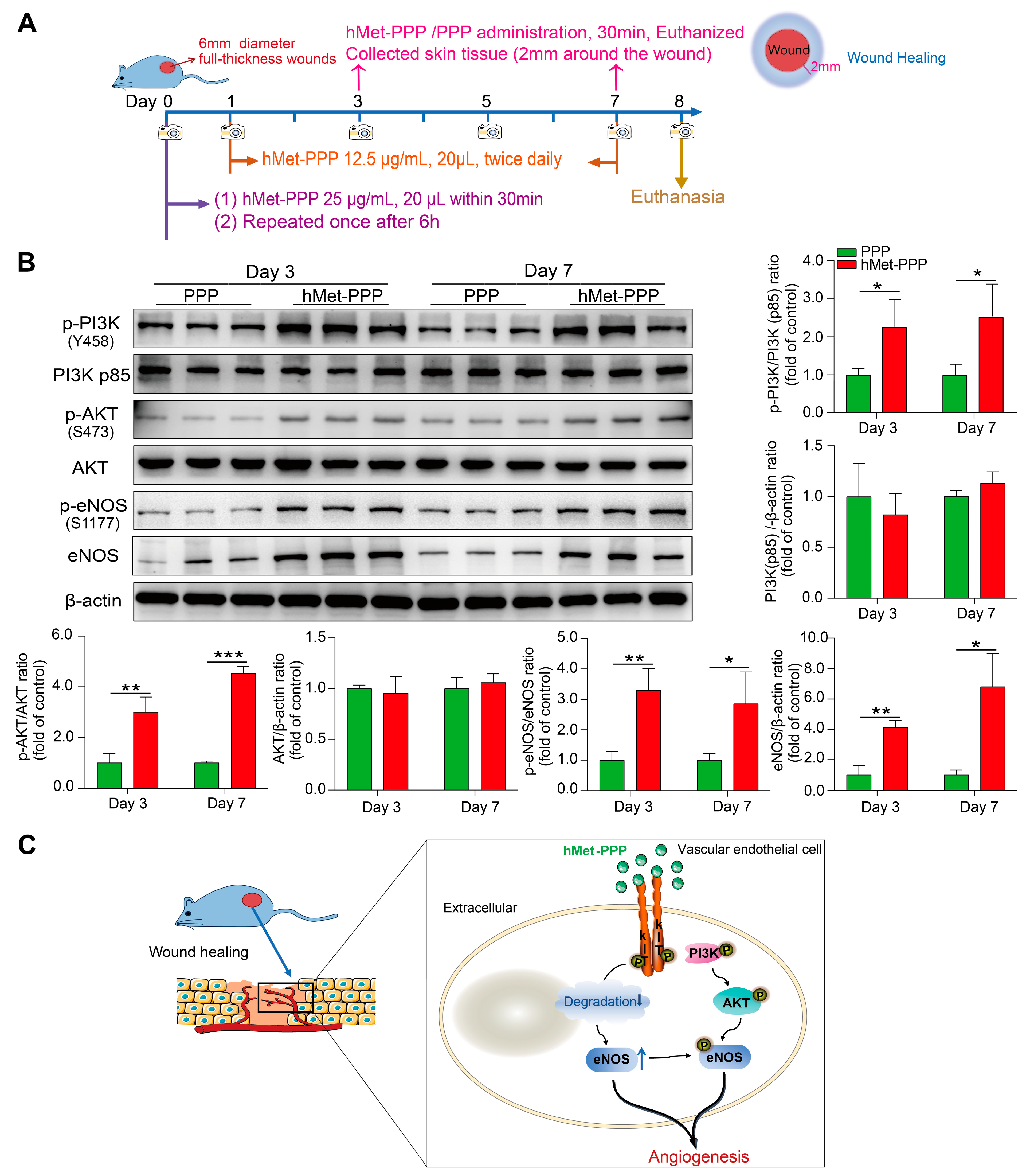 Pharmaceuticals 18 01180 g006