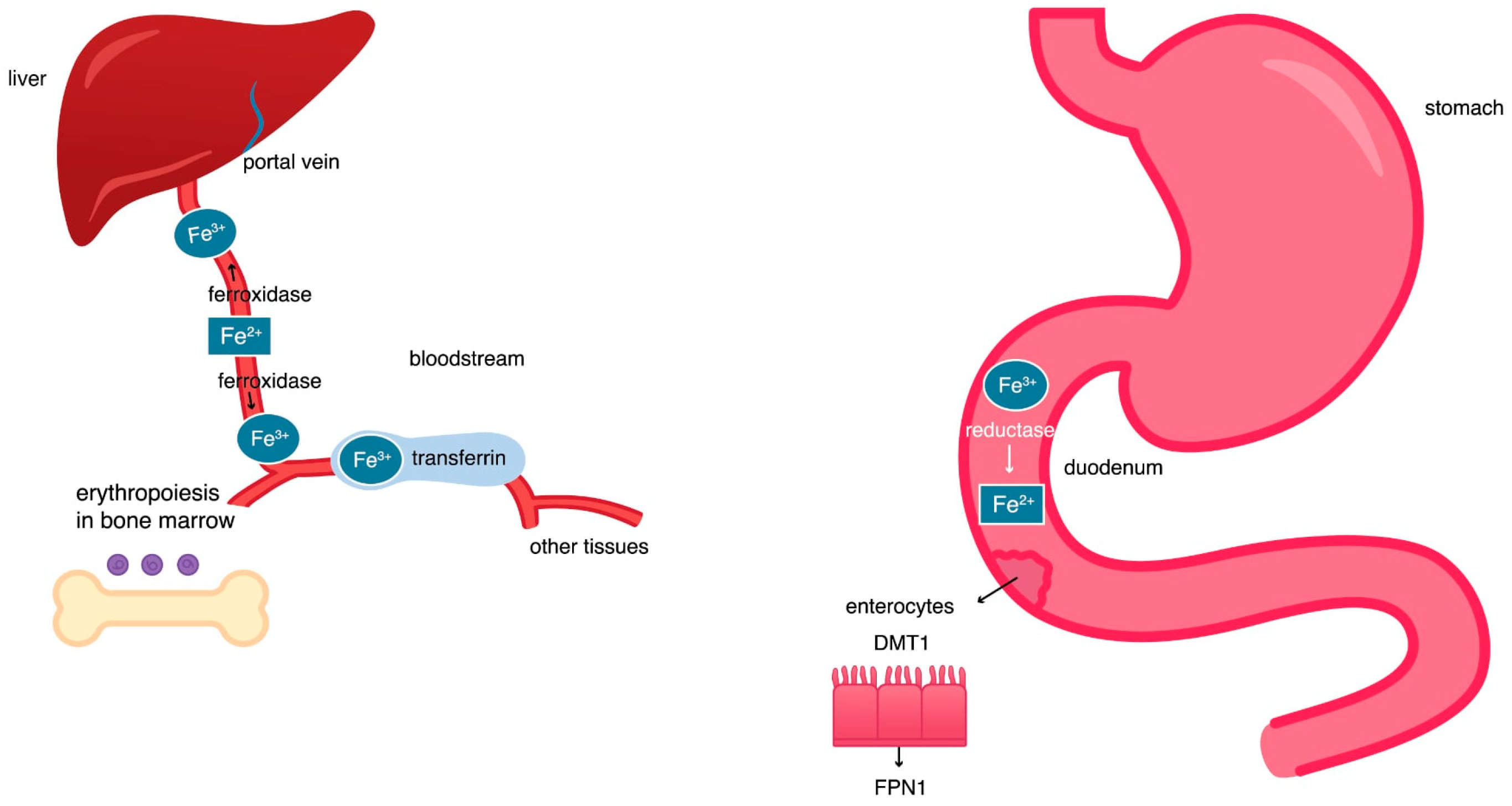 Pharmaceuticals 18 01183 g001