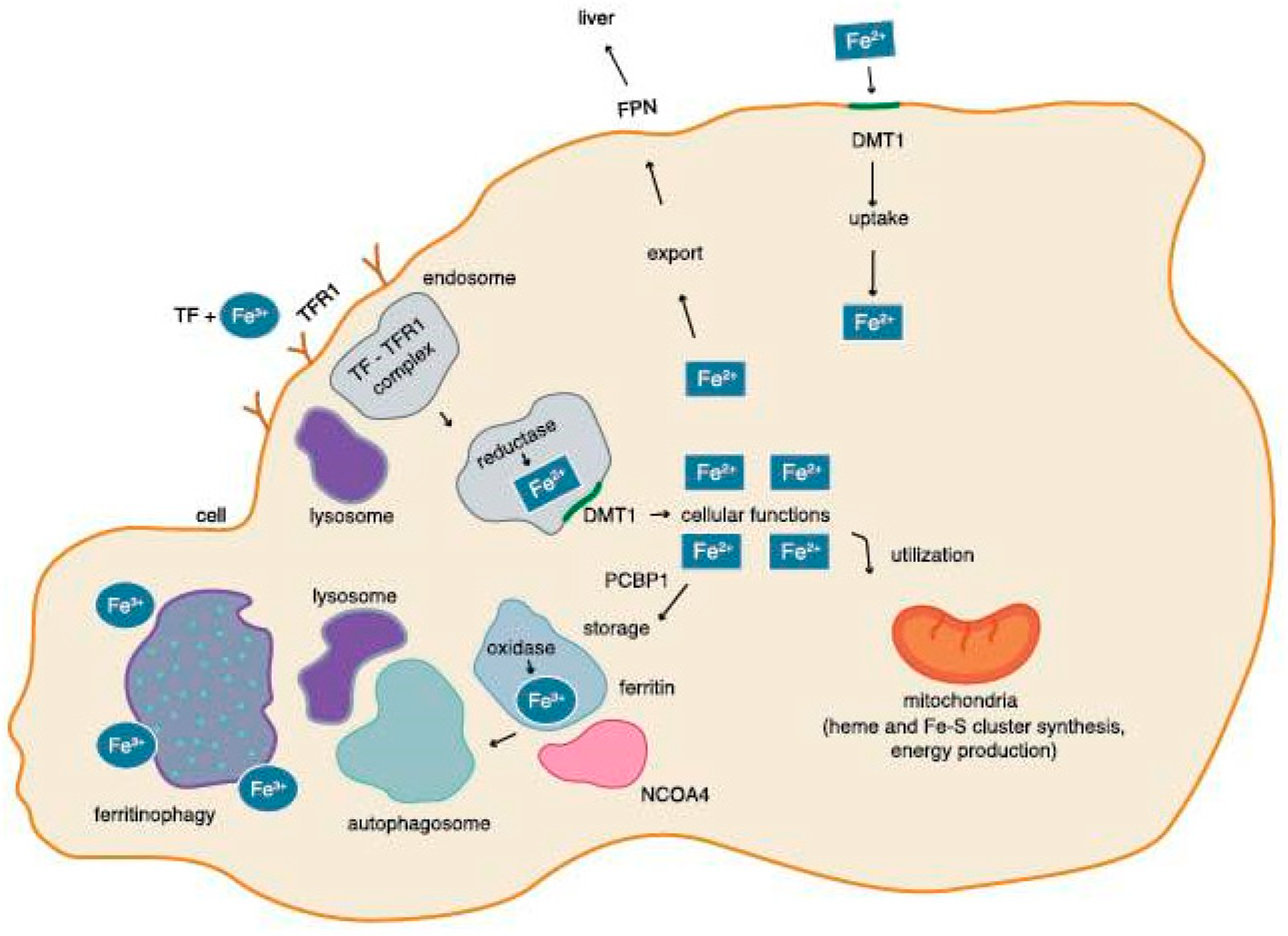 Pharmaceuticals 18 01183 g002