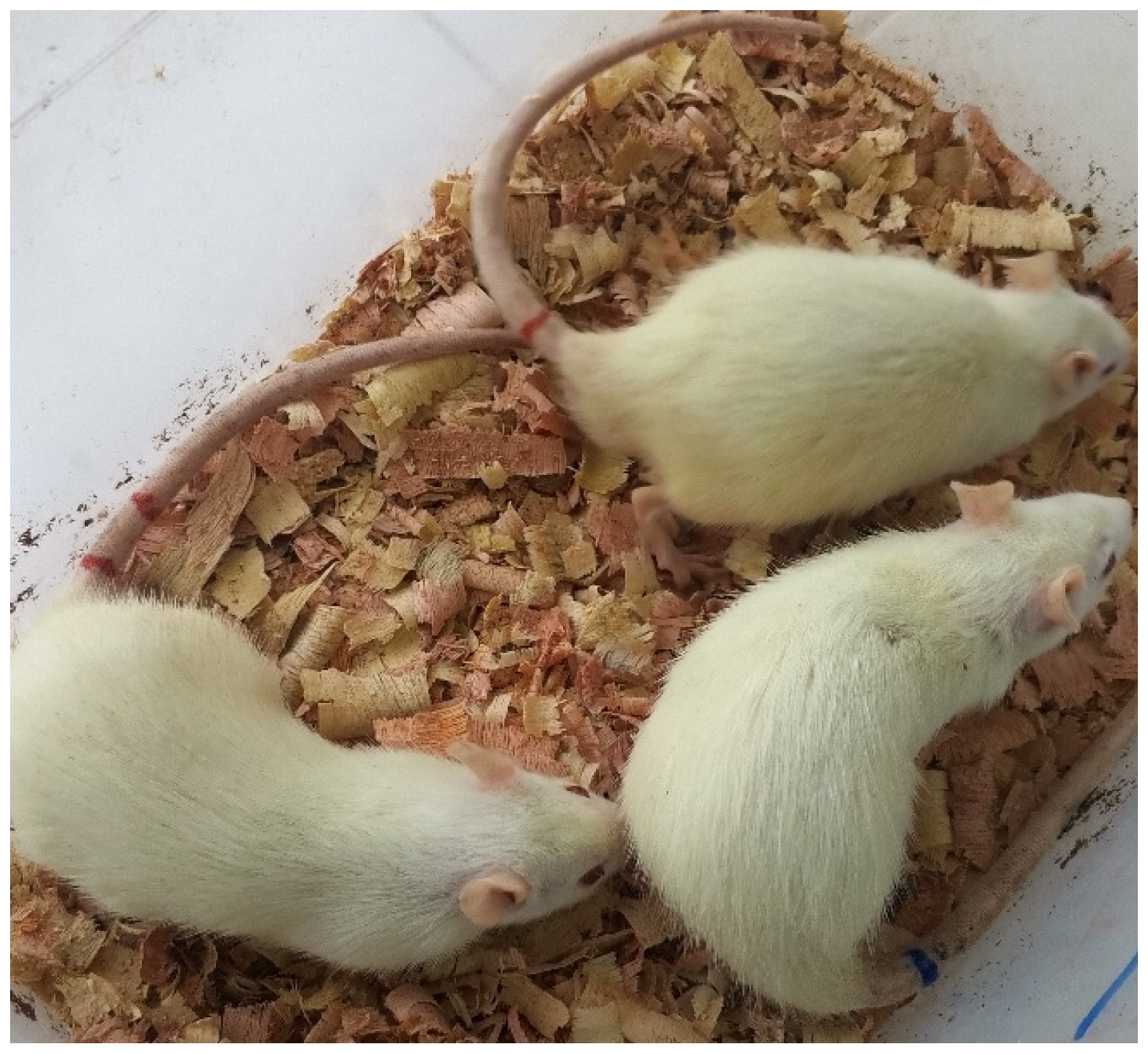 Pharmaceuticals 18 01184 g027