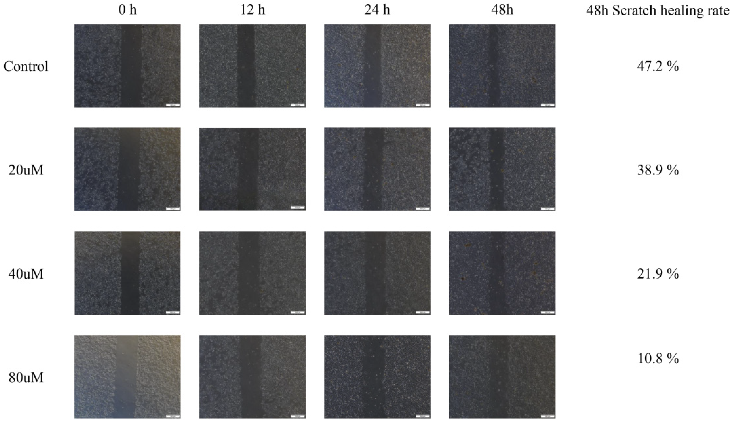 Pharmaceuticals 18 01205 g009 Pharmaceuticals 18 01205 g009