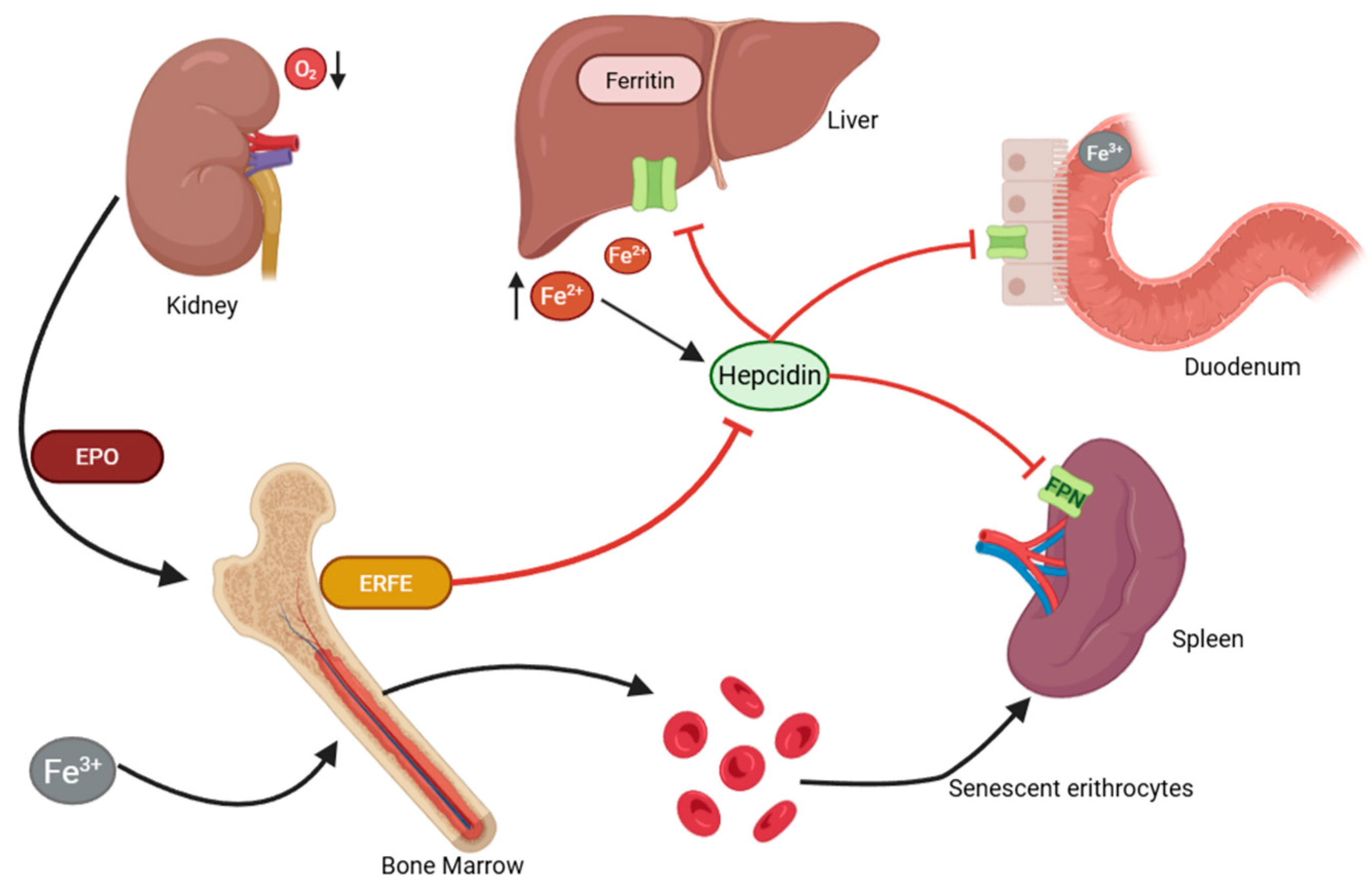 Pharmaceuticals 18 01212 g001 Pharmaceuticals 18 01212 g001