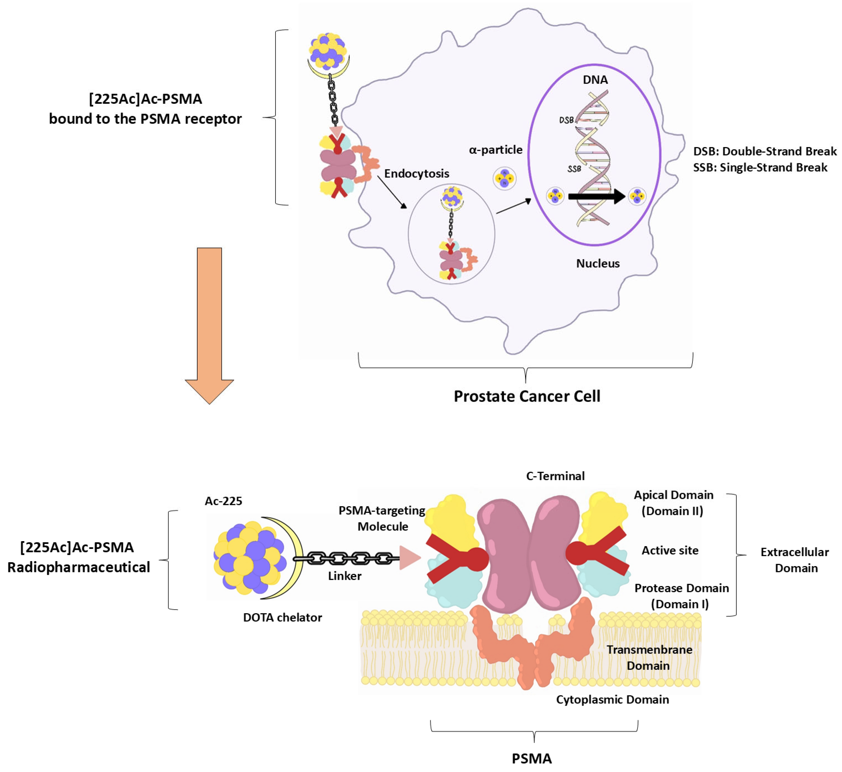 Pharmaceuticals 18 01215 g001