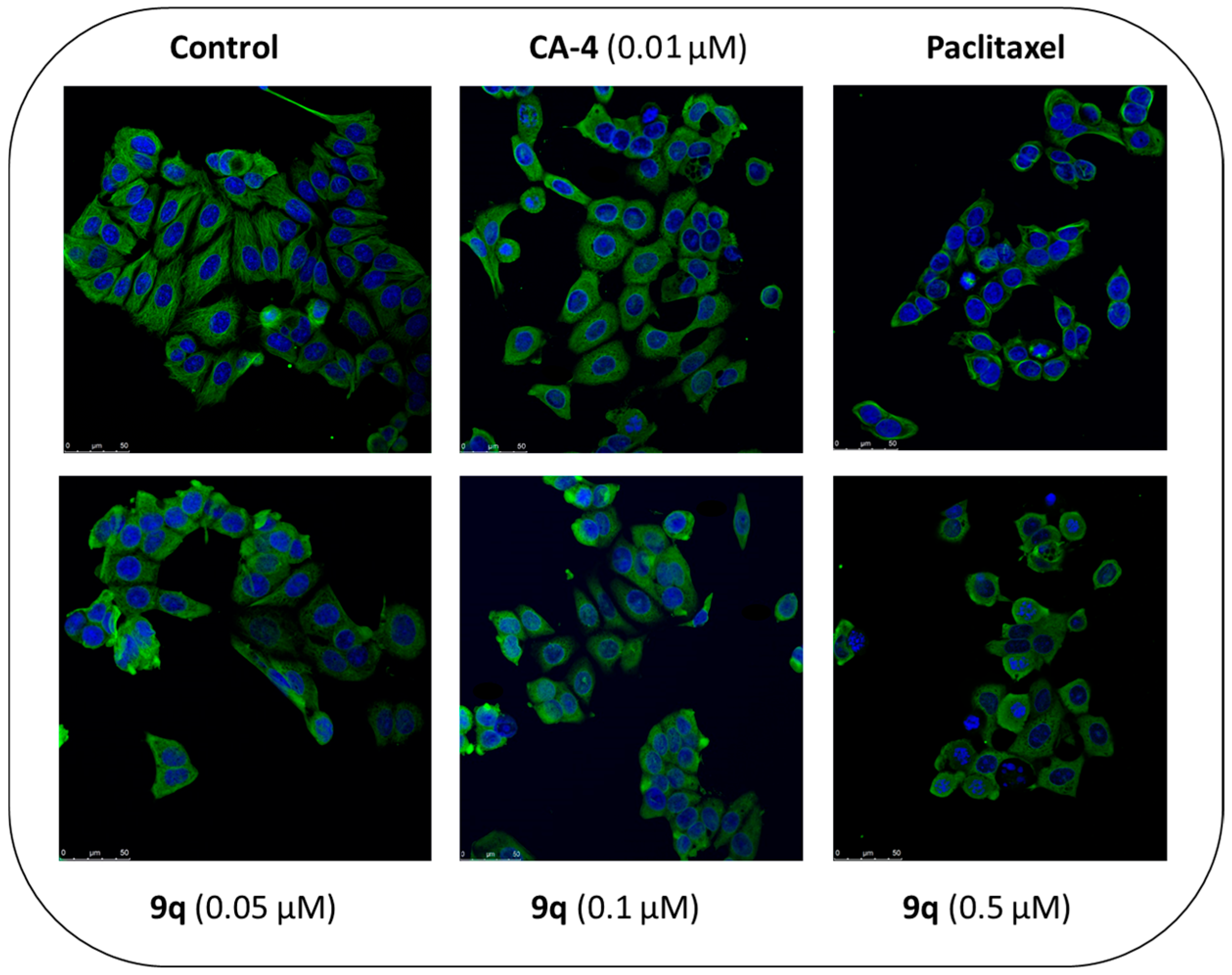 Pharmaceuticals 18 01218 g009 Pharmaceuticals 18 01218 g009