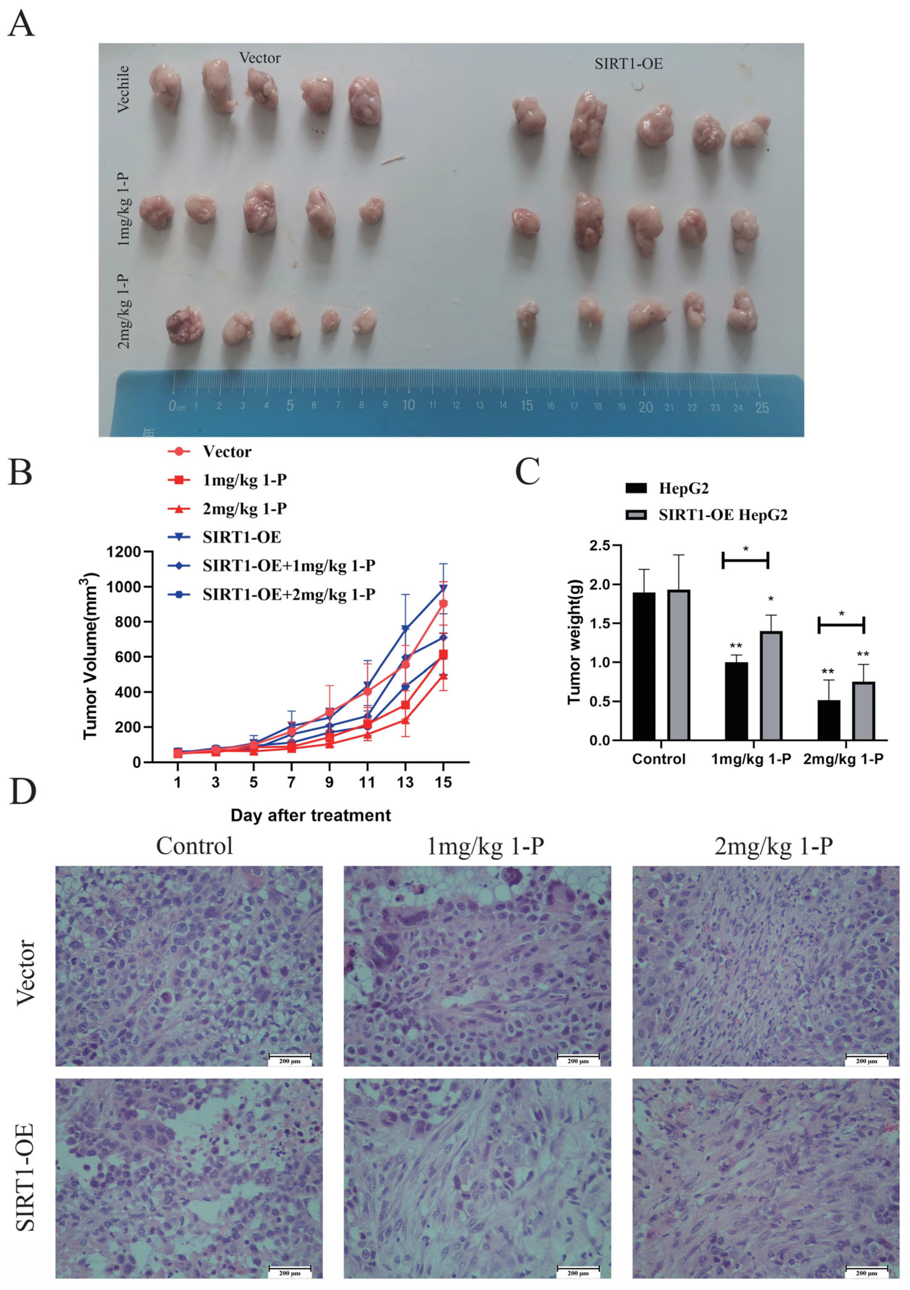 Pharmaceuticals 18 01226 g004 Pharmaceuticals 18 01226 g004