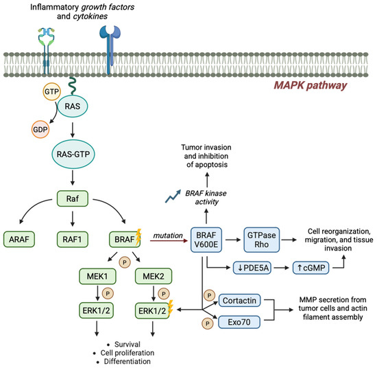 Molecular Basis of BRAF Inhibitor Resistance in Melanoma: A Systematic ...