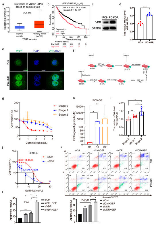 VDR Decrease Enhances the Efficacy of 1,25-Dihydroxyvitamin D3