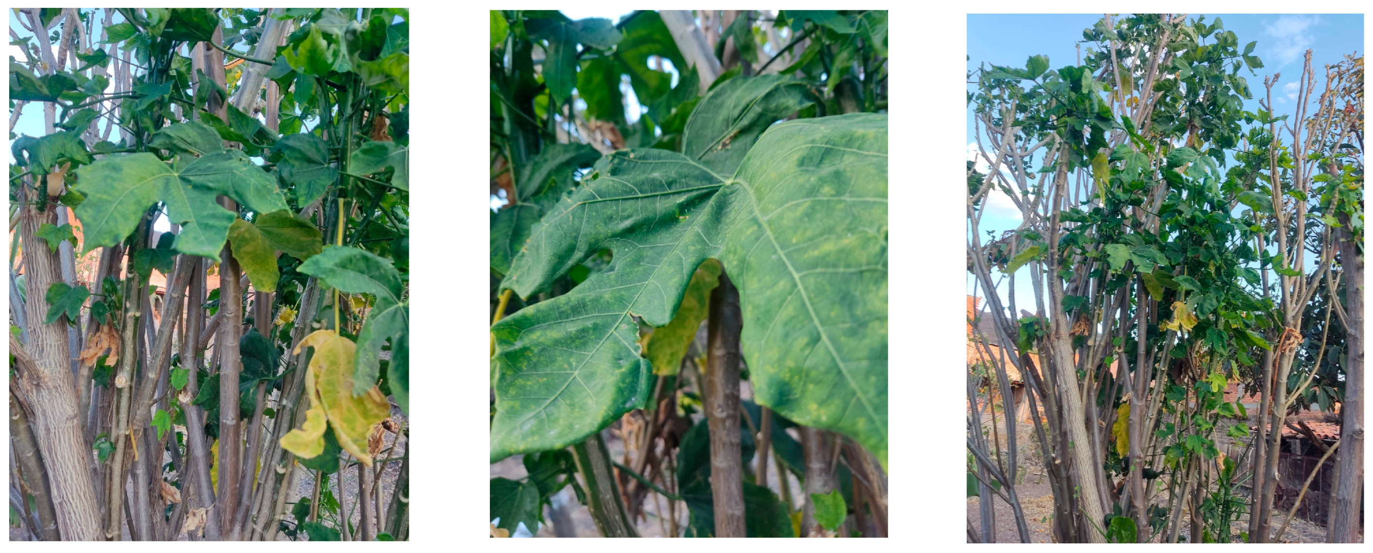 Pharmaceuticals 18 01242 g001