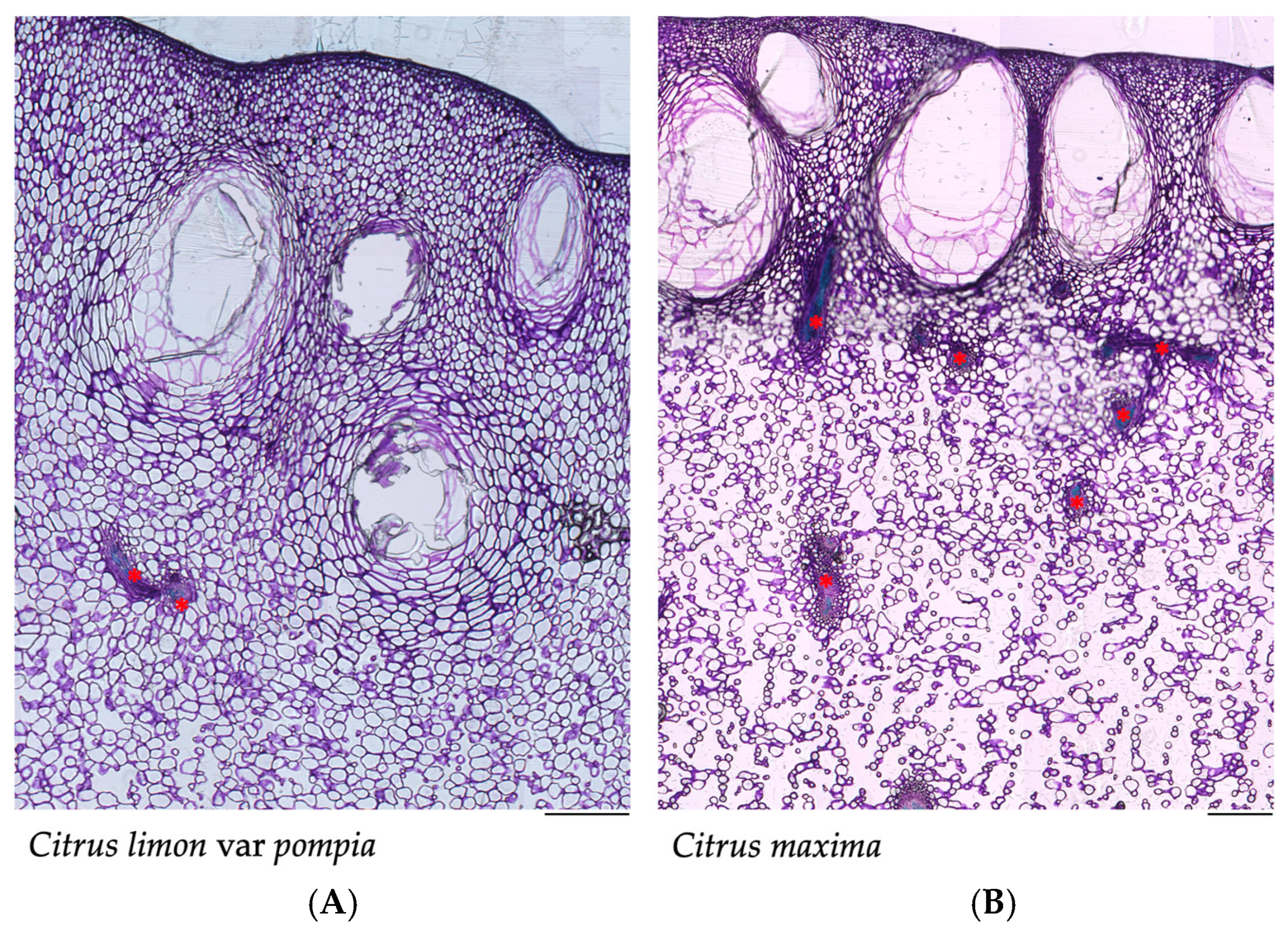 Pharmaceuticals 18 01256 g001