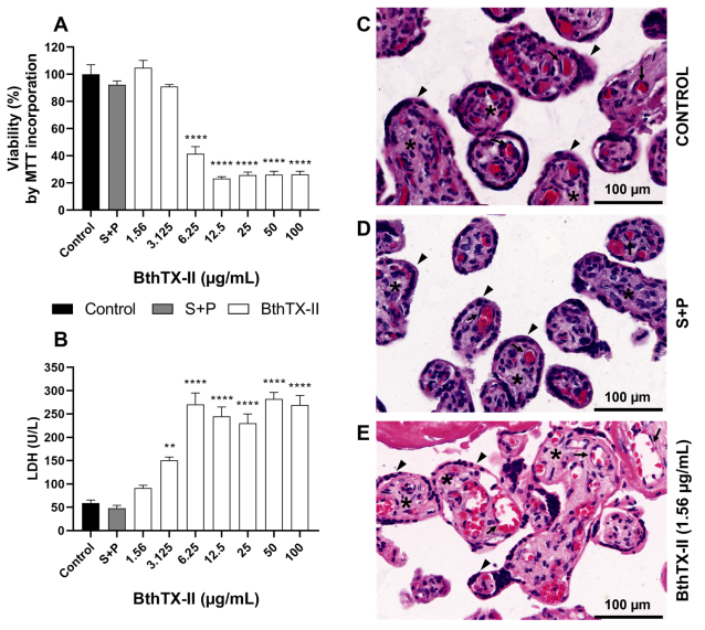 Pharmaceuticals 18 01260 g004