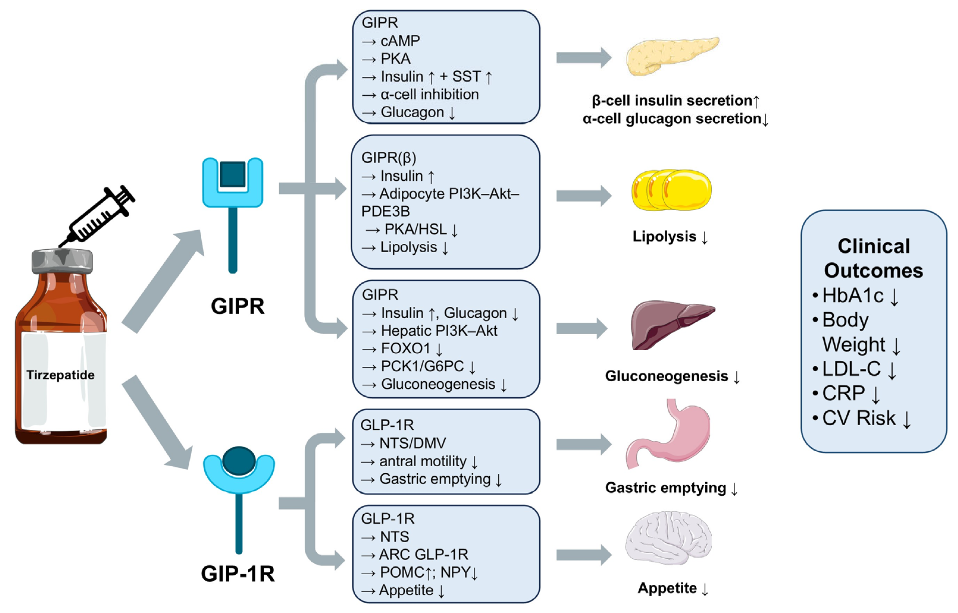 Pharmaceuticals 18 01261 g001 Pharmaceuticals 18 01261 g001
