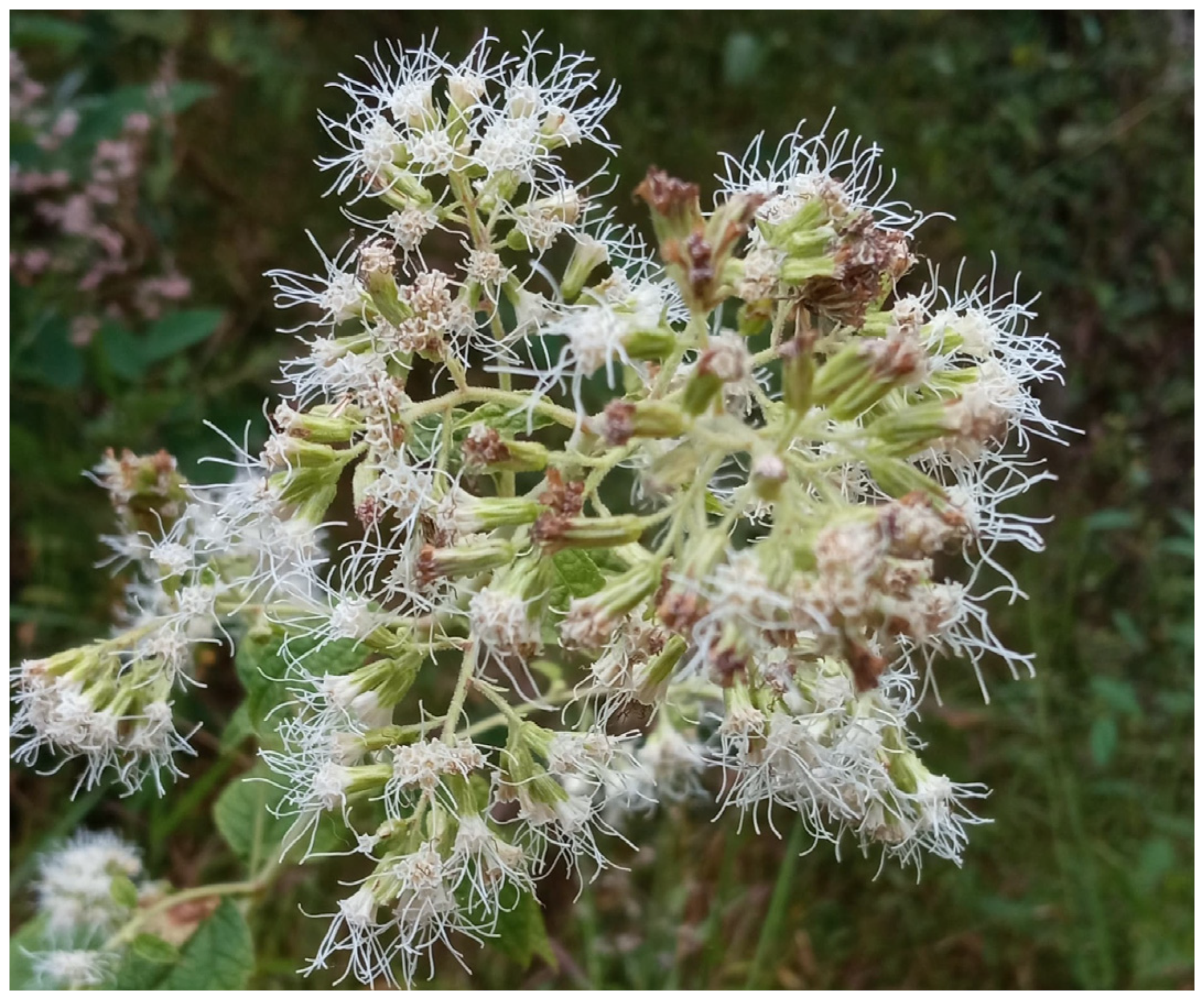 Pharmaceuticals 18 01263 g002