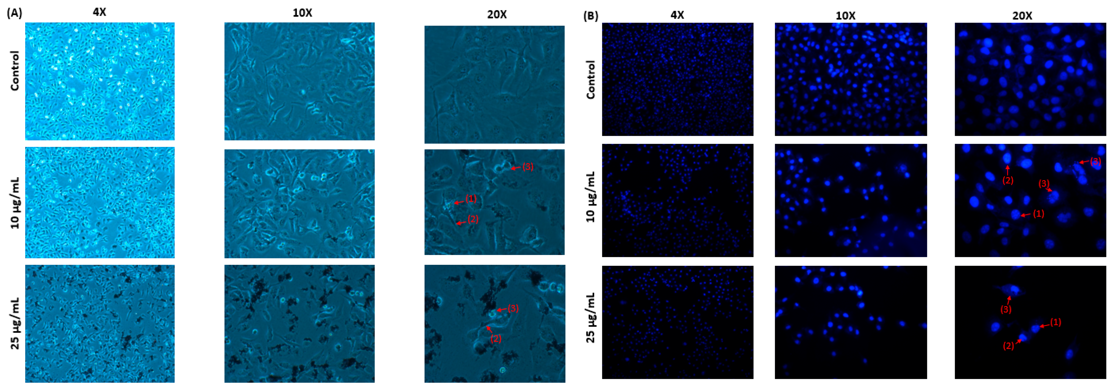 Pharmaceuticals 18 01294 g009 Pharmaceuticals 18 01294 g009