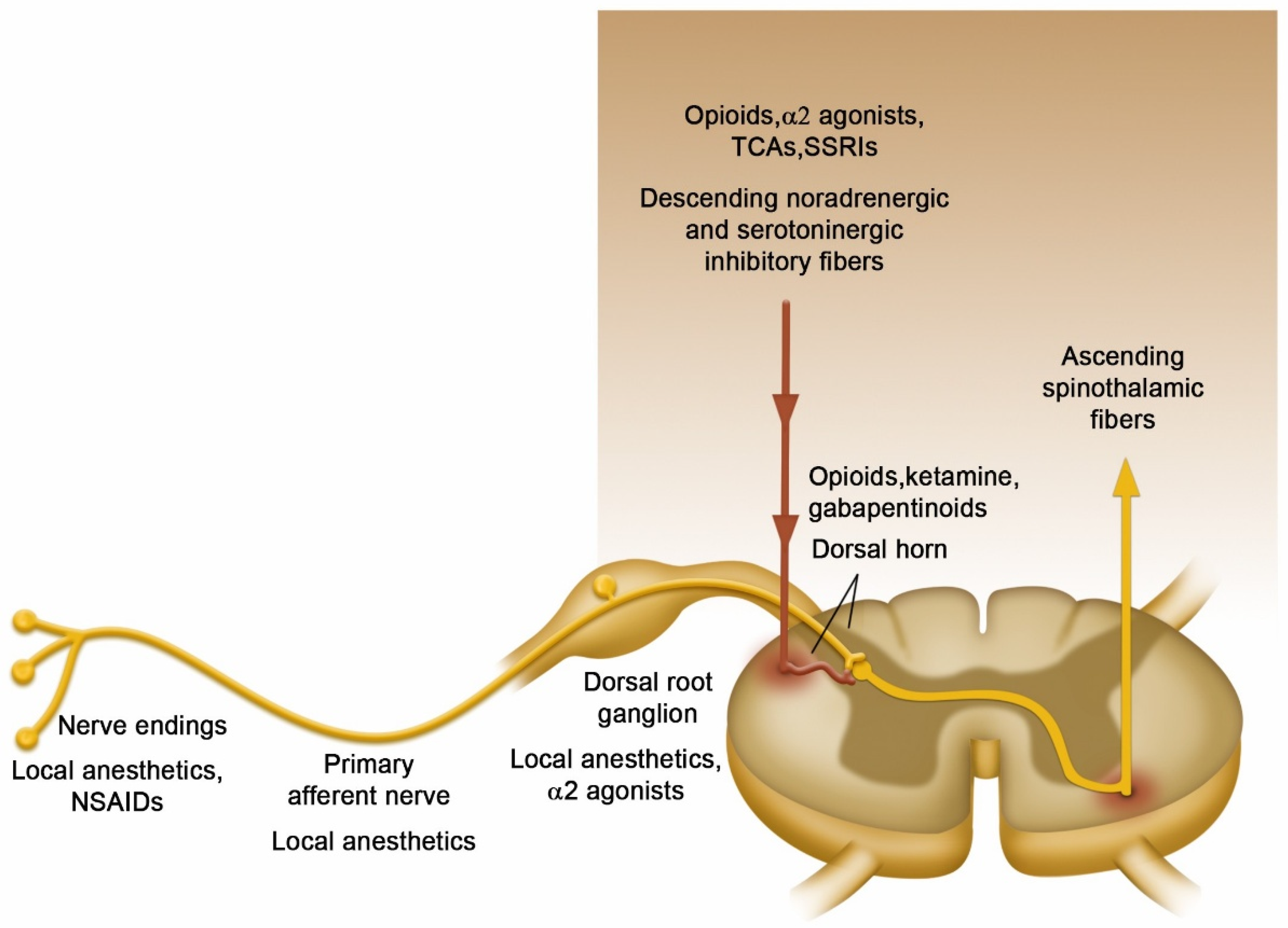 Pharmaceuticals 18 01298 g002