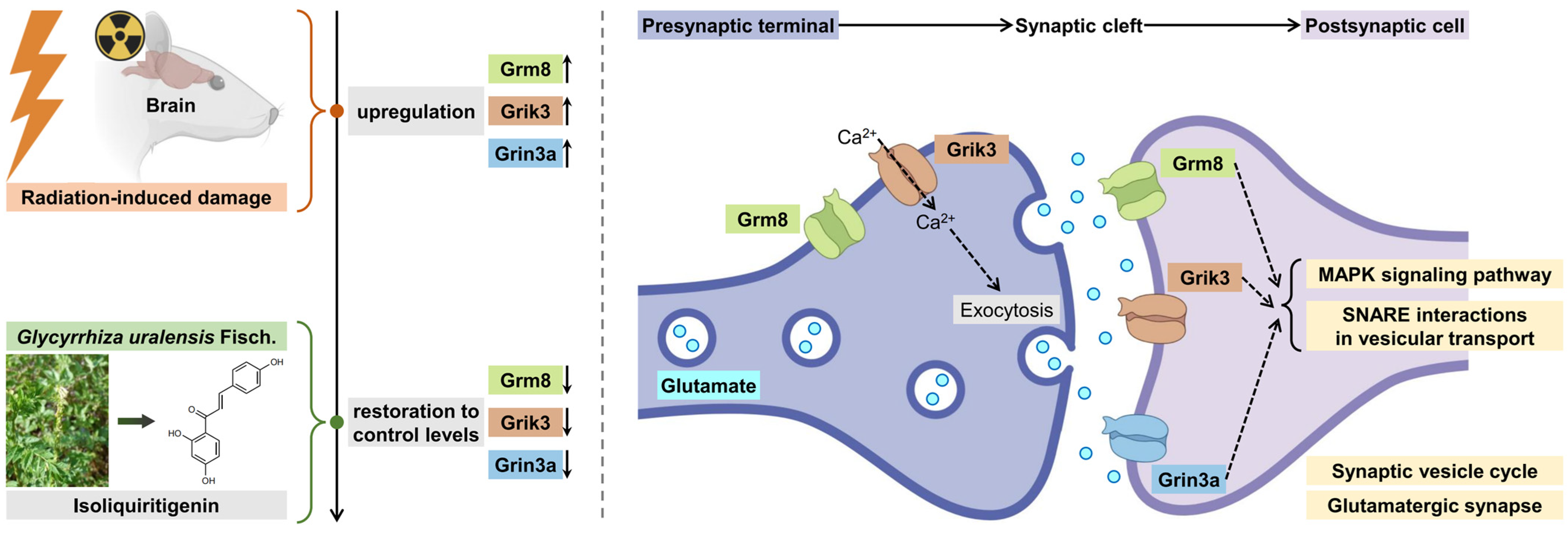 Pharmaceuticals 18 01307 g012