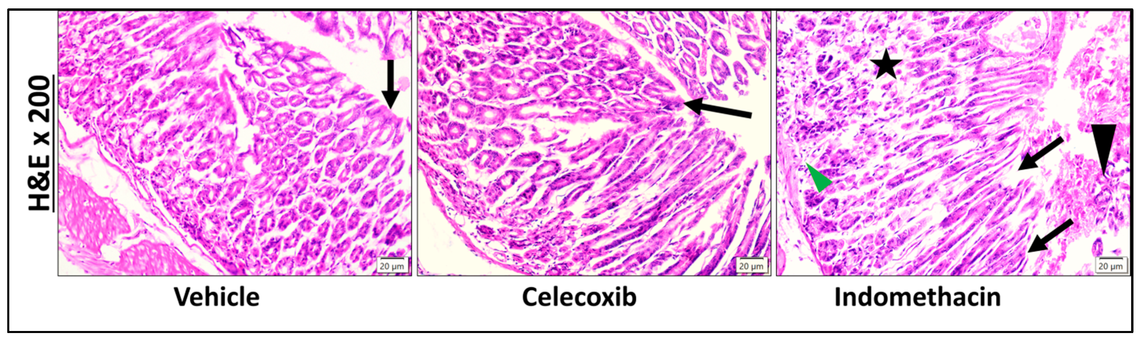 Pharmaceuticals 18 01326 g004 Pharmaceuticals 18 01326 g004