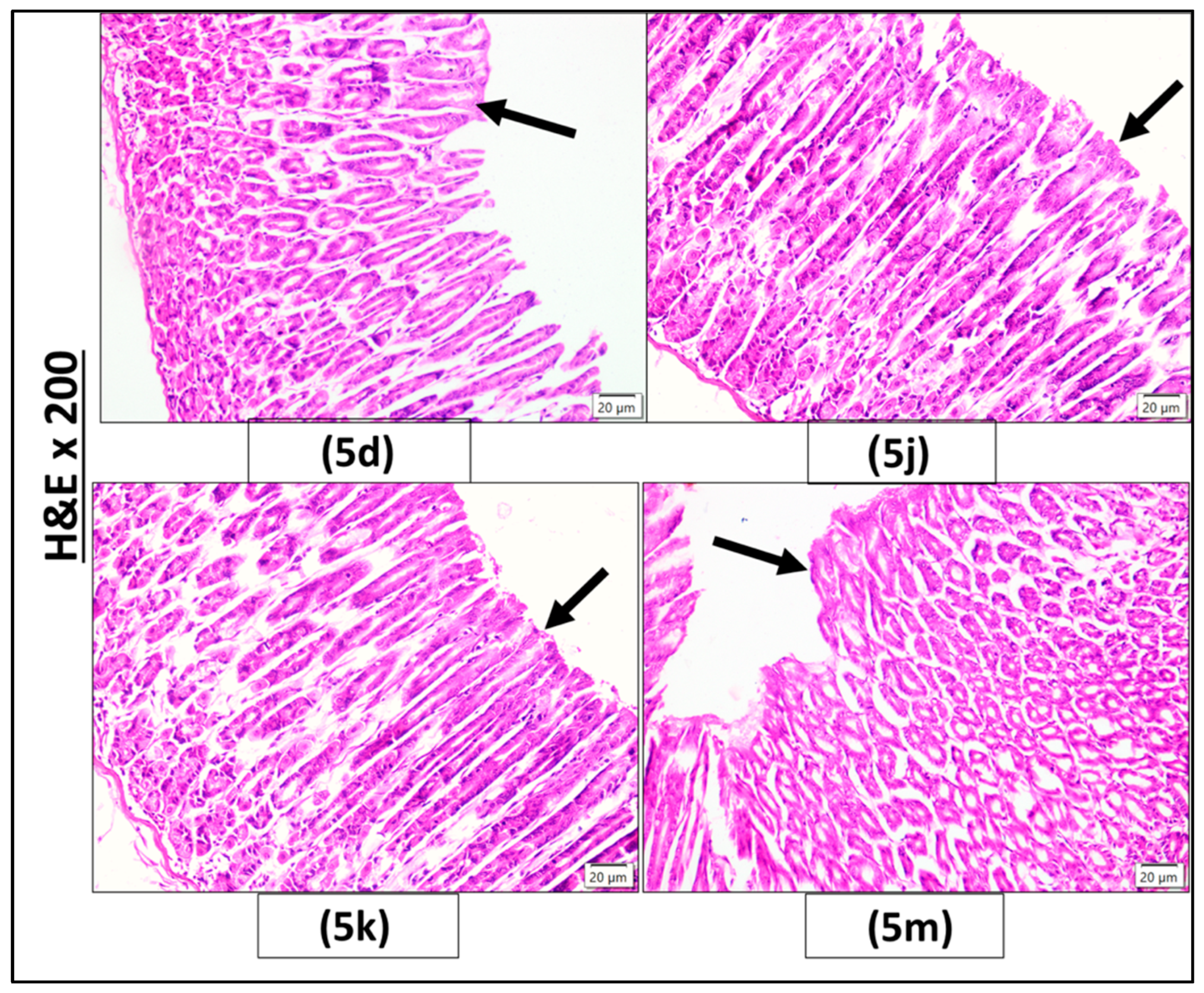 Pharmaceuticals 18 01326 g005 Pharmaceuticals 18 01326 g005
