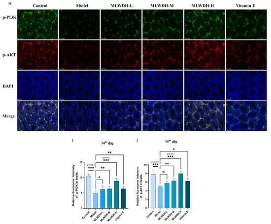Modified Liuwei Dihuang Decoction Ameliorates