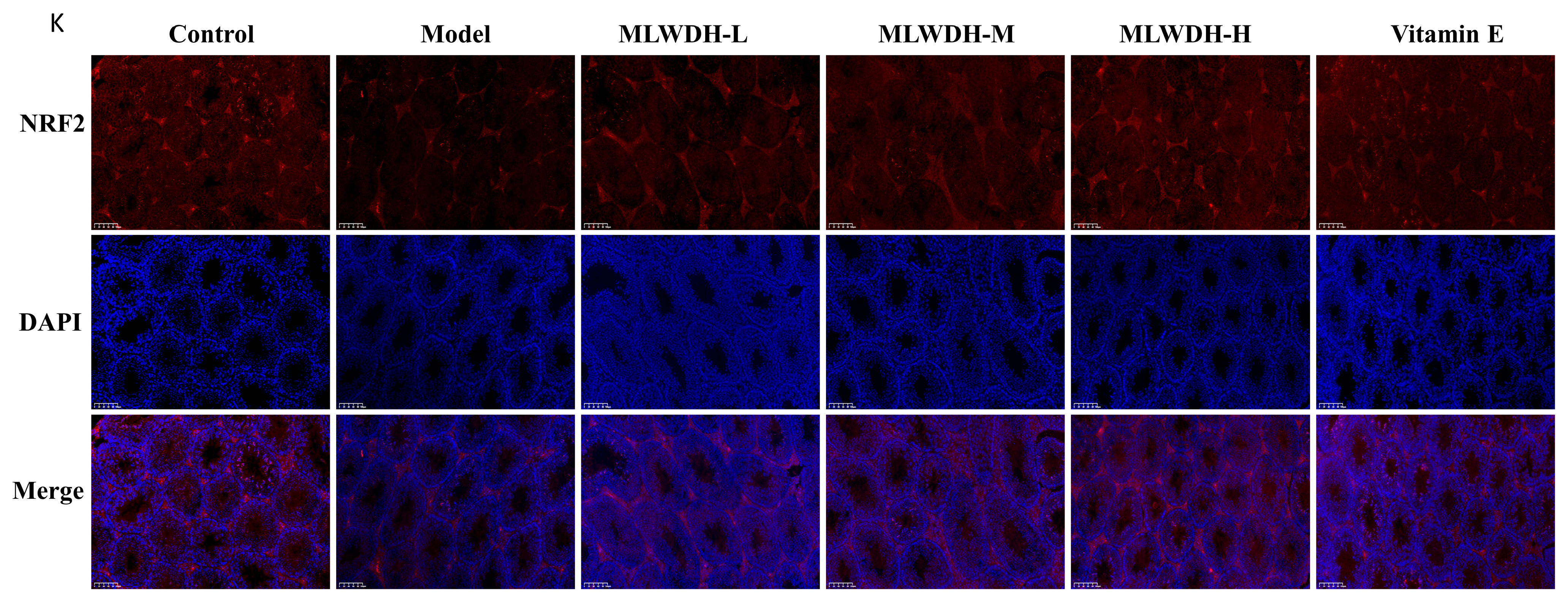 Pharmaceuticals 18 01363 g010b Pharmaceuticals 18 01363 g010b
