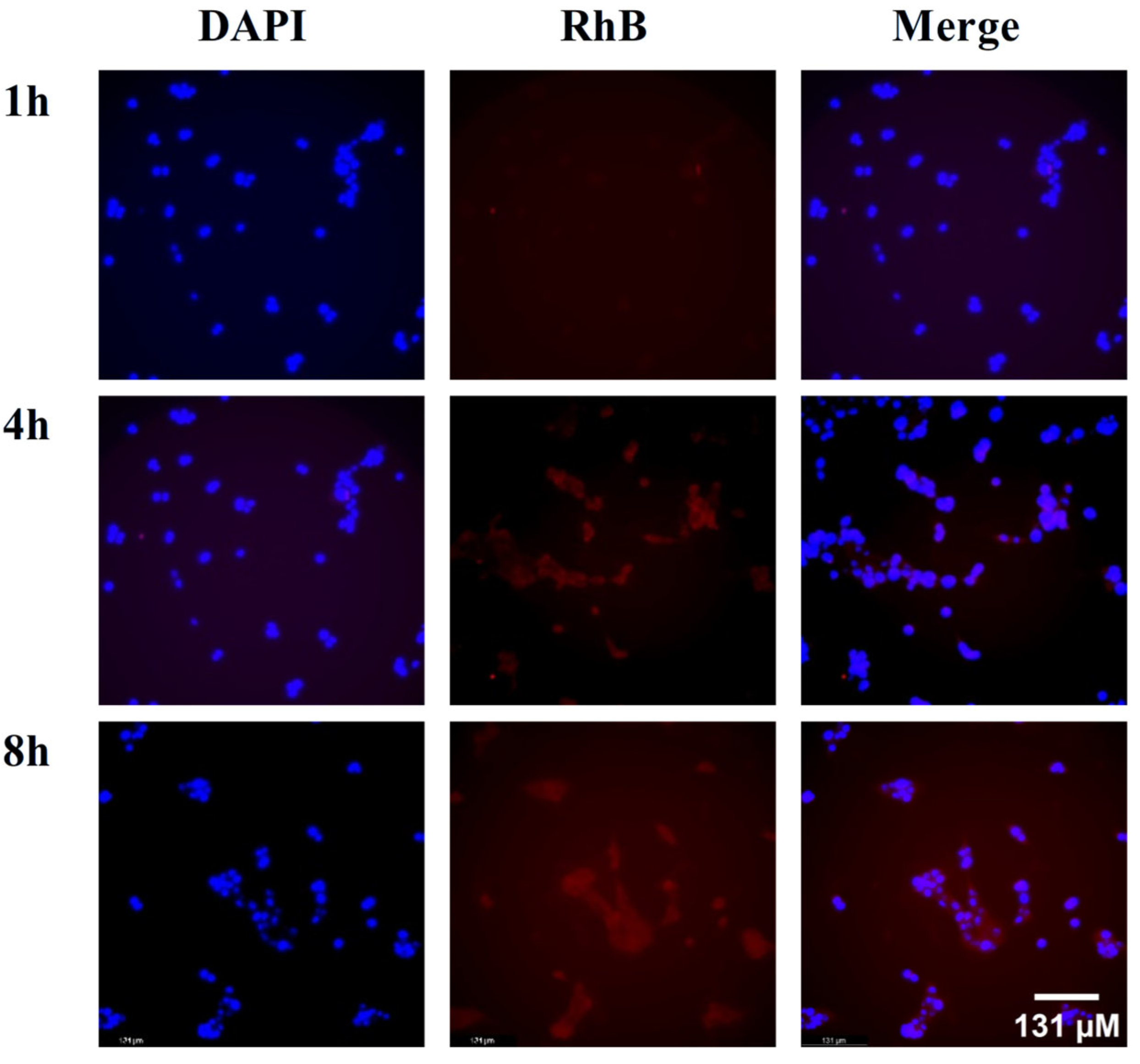 Pharmaceuticals 18 01381 g003