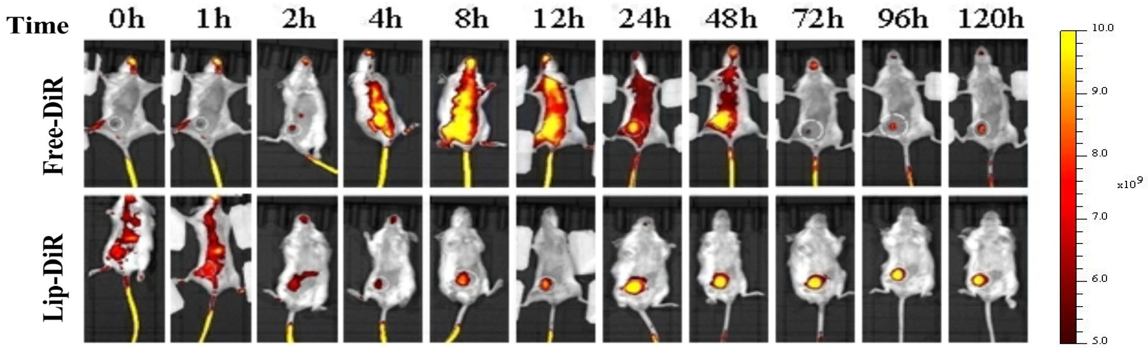 Pharmaceuticals 18 01381 g008