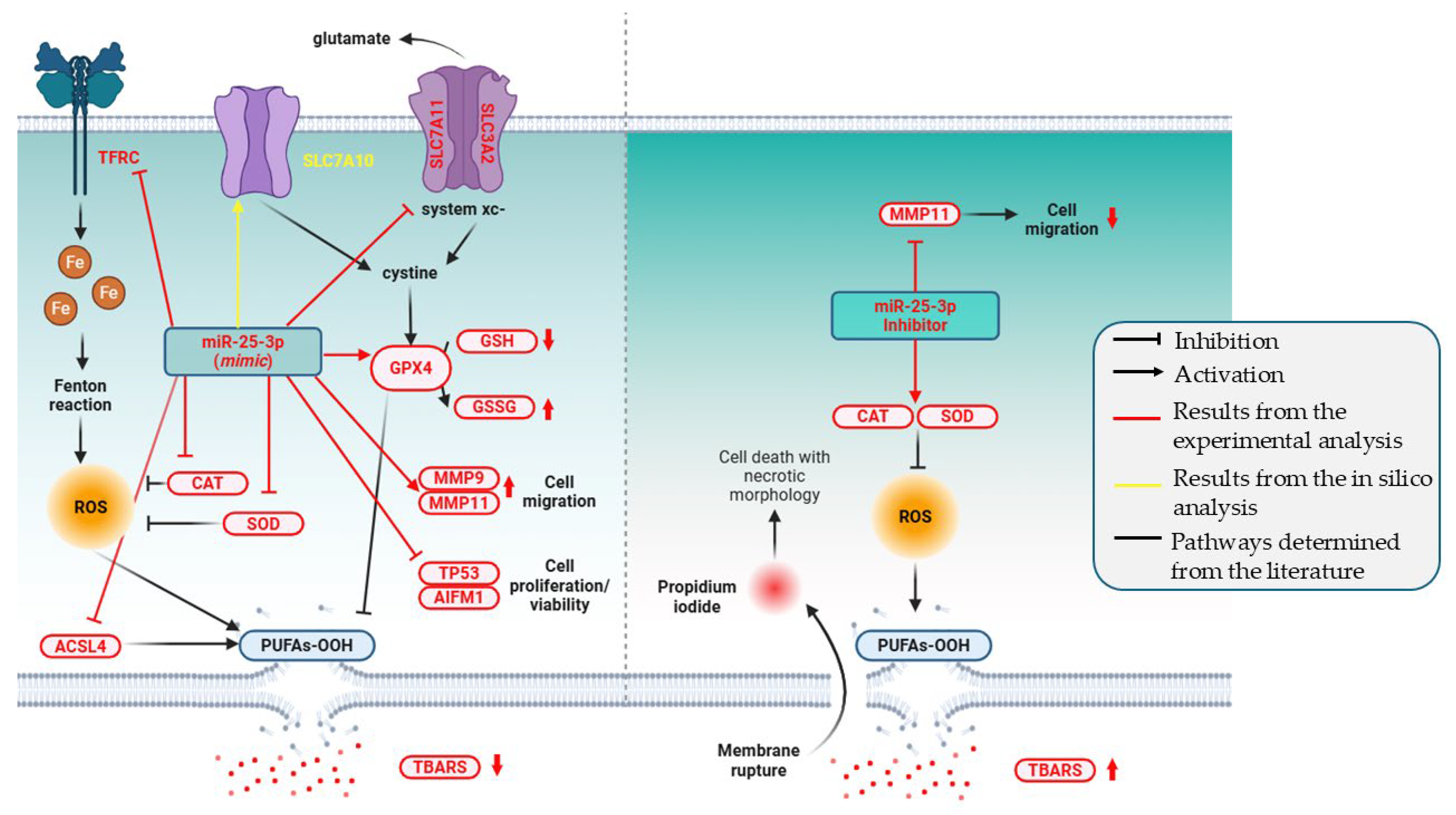 Pharmaceuticals 18 01382 g010