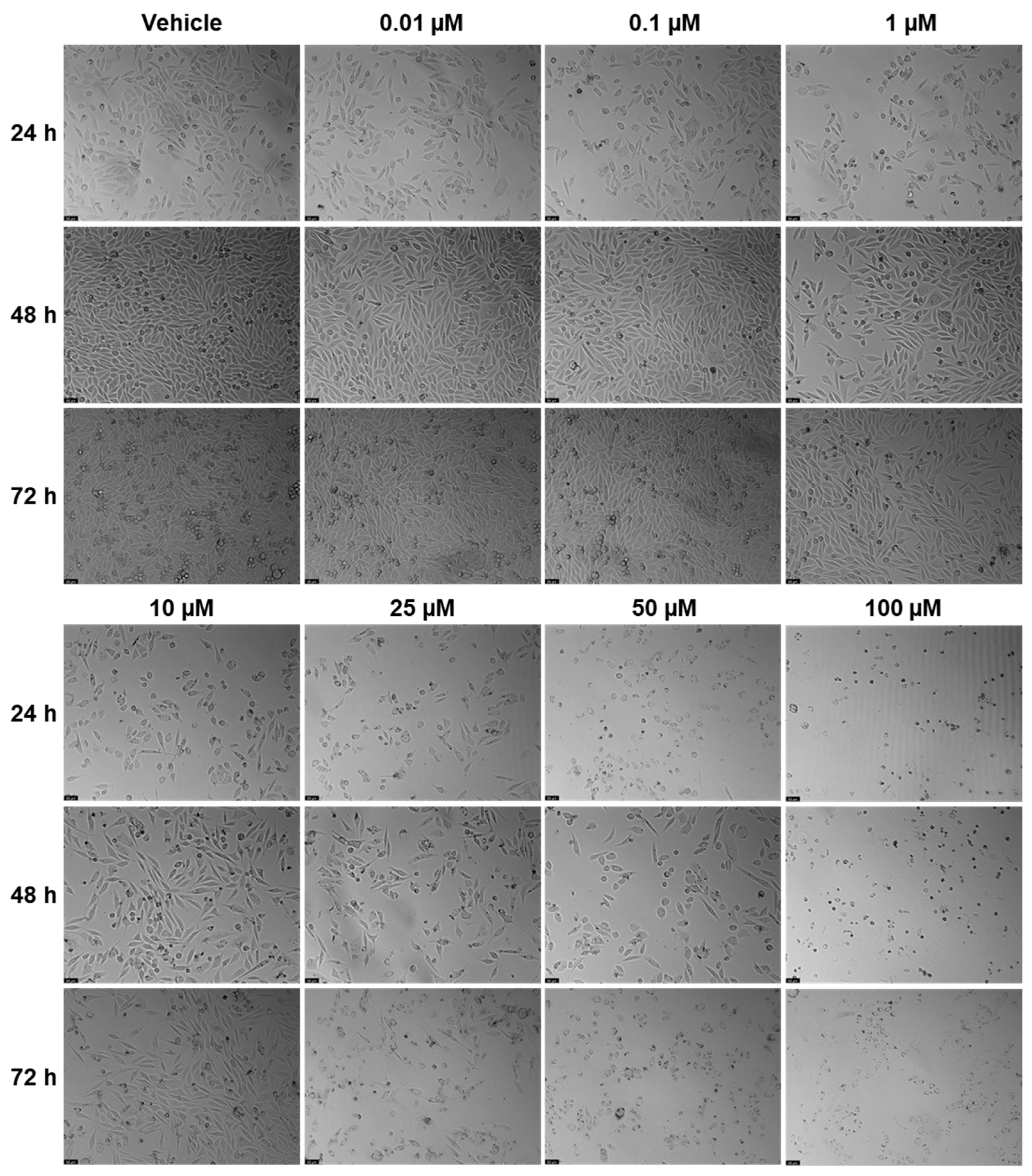 Pharmaceuticals 18 01404 g004