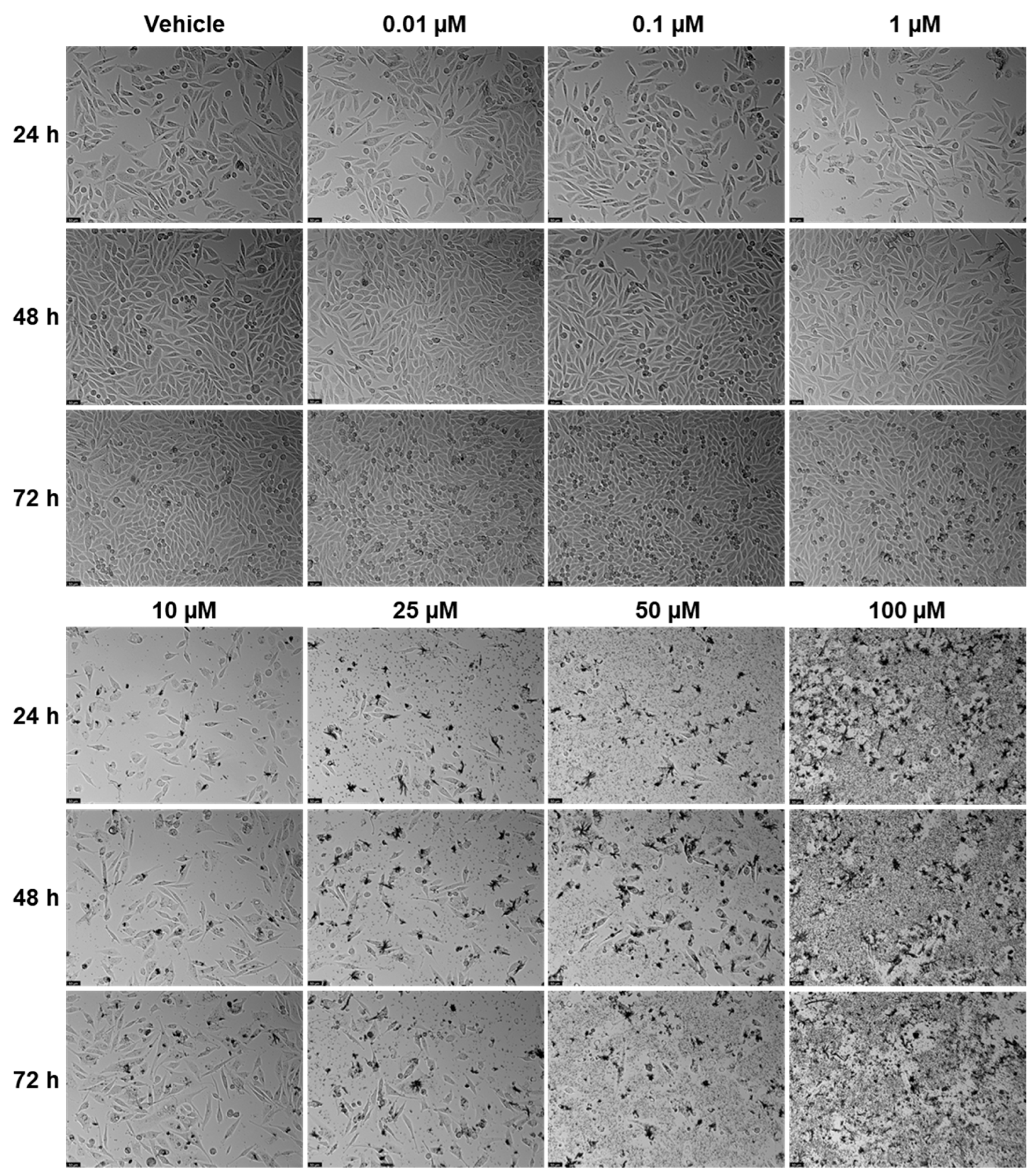 Pharmaceuticals 18 01404 g005