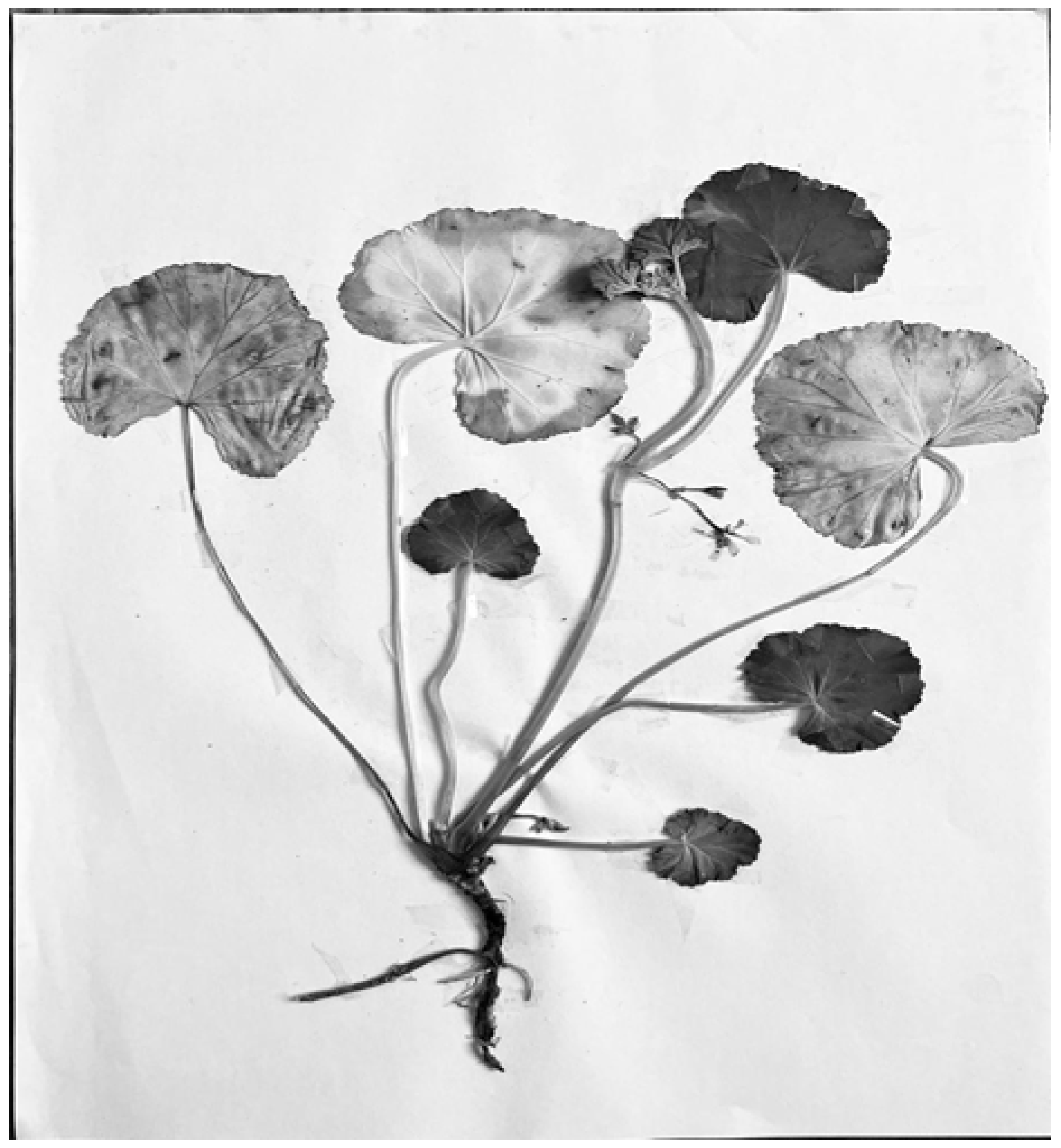 Pharmaceuticals 18 01428 g010 Pharmaceuticals 18 01428 g010