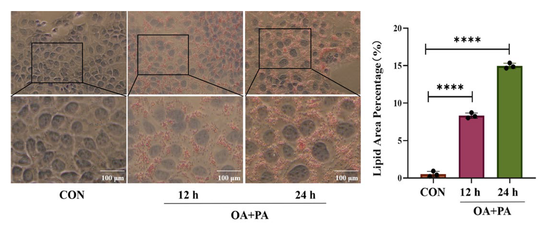Pharmaceuticals 18 01441 g001 Pharmaceuticals 18 01441 g001