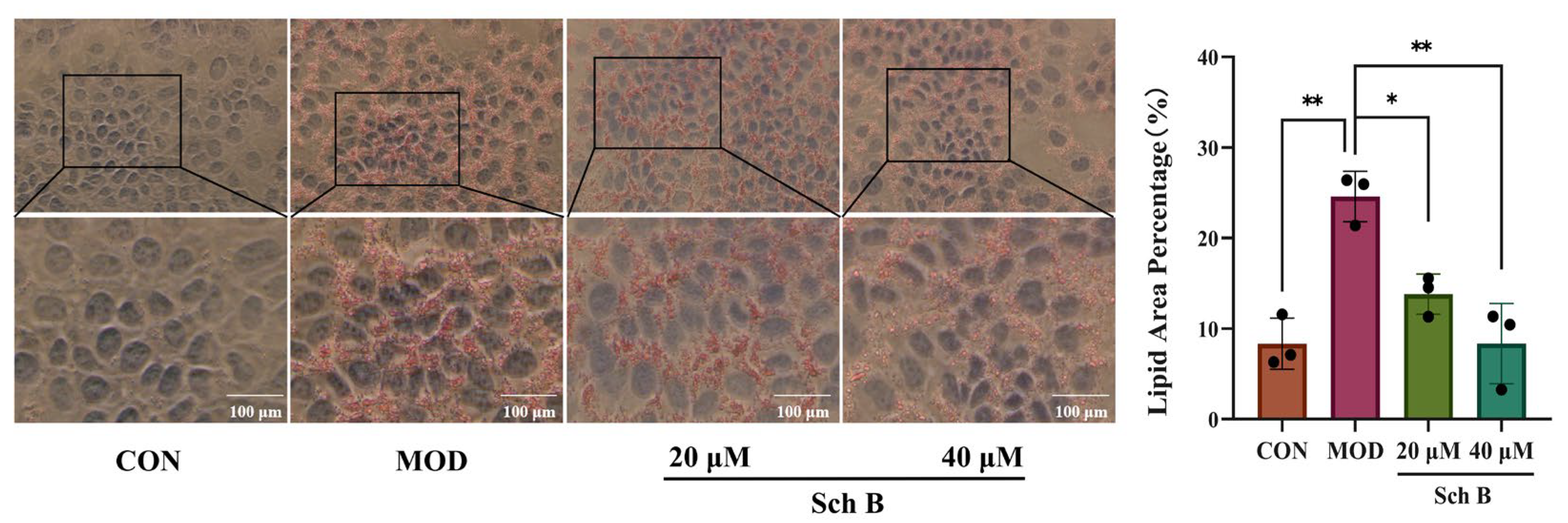 Pharmaceuticals 18 01441 g003 Pharmaceuticals 18 01441 g003