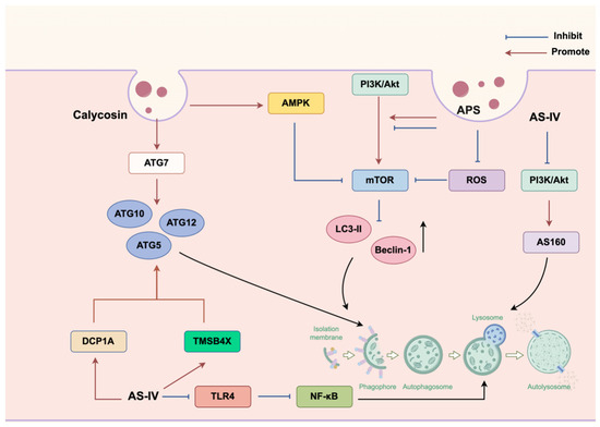 テスト Beyond Traditional Use: The Scientific Evidence for the Role