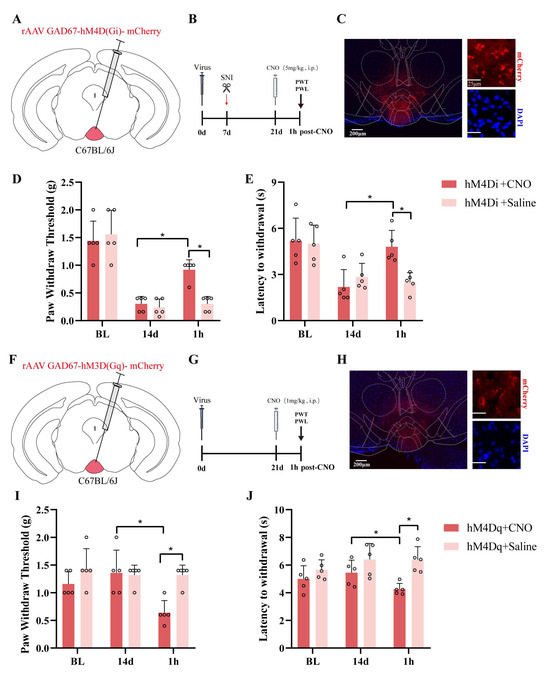 Shentong Zhuyu Decoction Alleviates Neuropathic Pain in Mice by