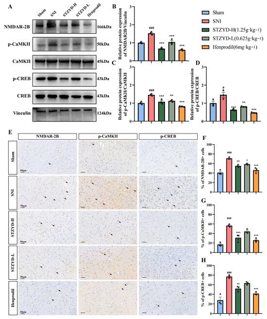 Shentong Zhuyu Decoction Alleviates Neuropathic Pain in Mice by