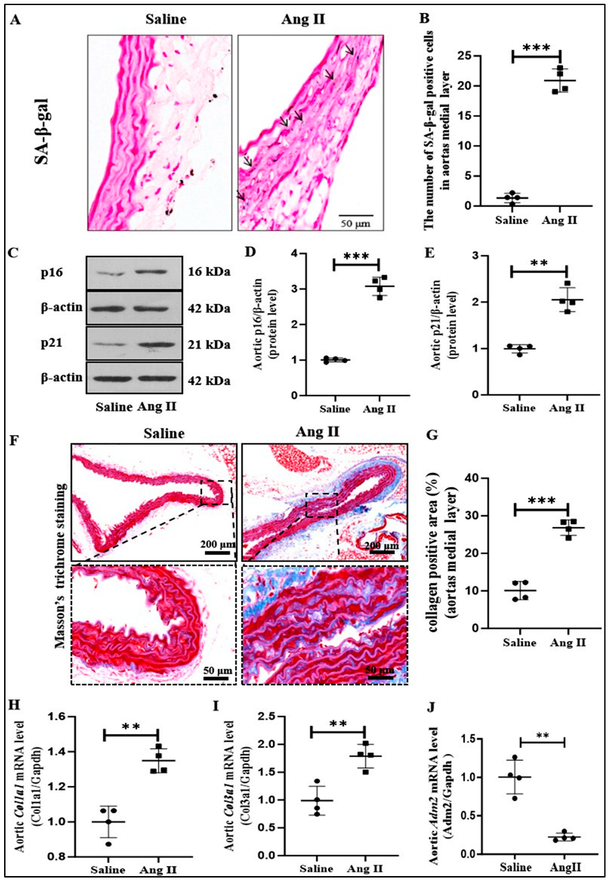 Pharmaceuticals 18 01503 g001 Pharmaceuticals 18 01503 g001
