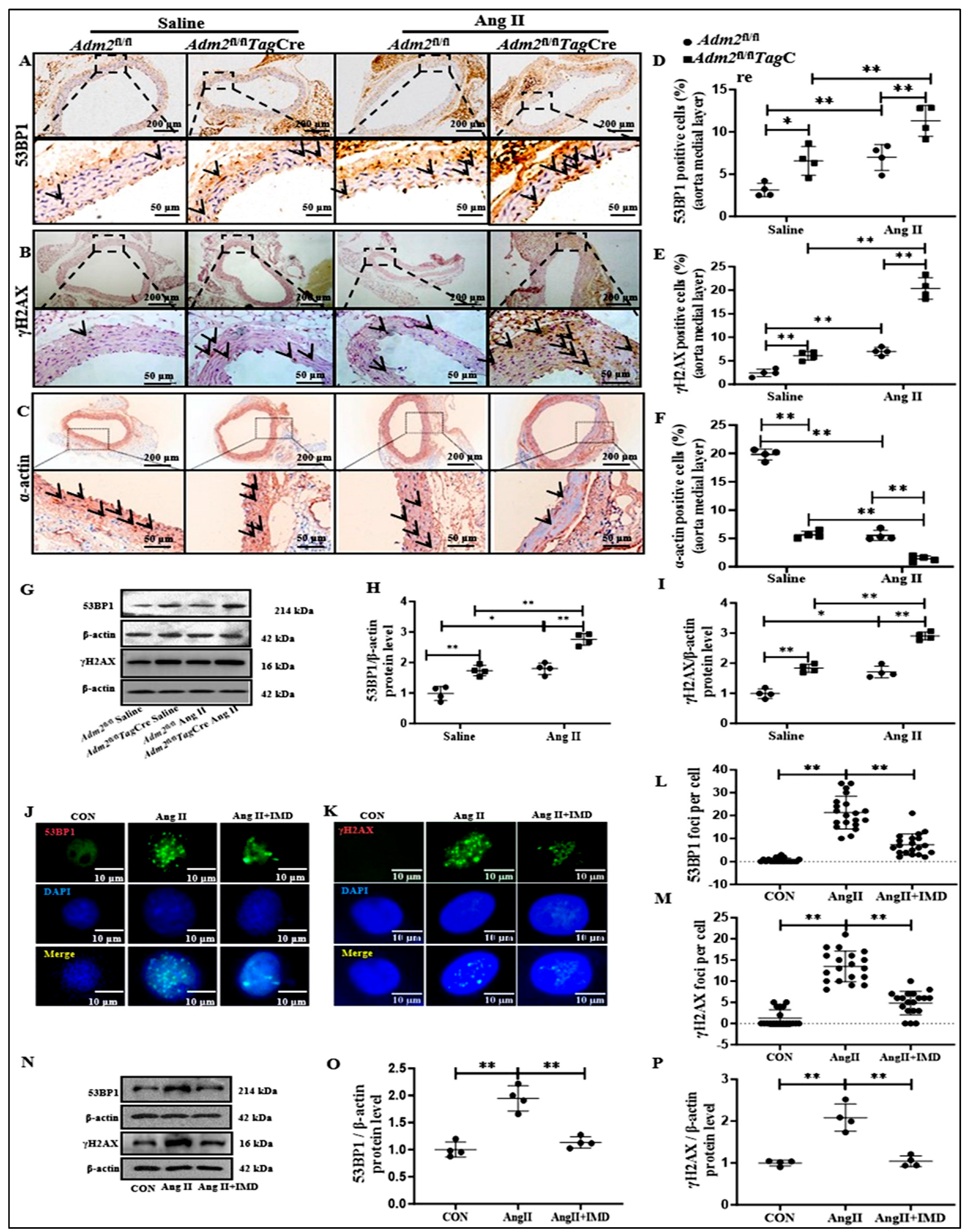 Pharmaceuticals 18 01503 g004 Pharmaceuticals 18 01503 g004