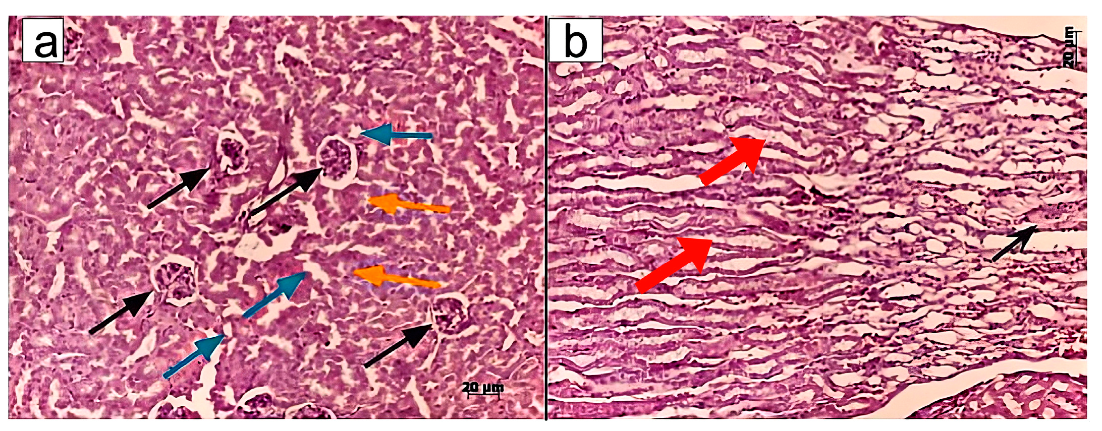 Pharmaceuticals 18 01520 g003