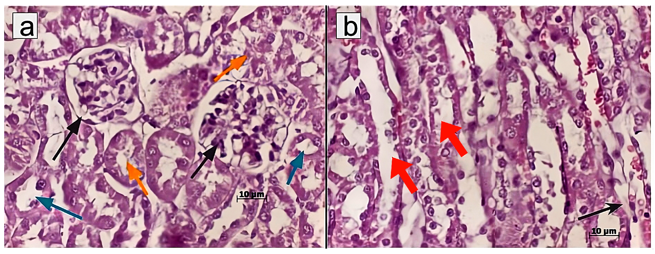 Pharmaceuticals 18 01520 g004