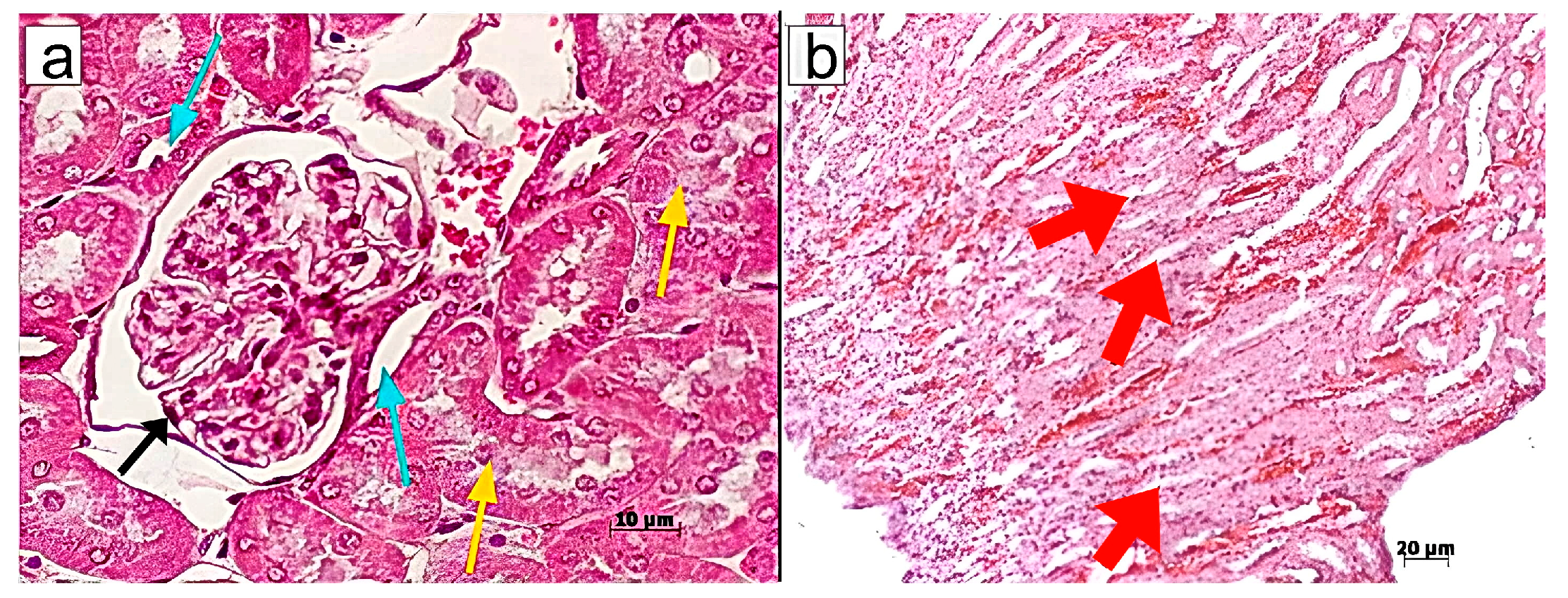 Pharmaceuticals 18 01520 g005
