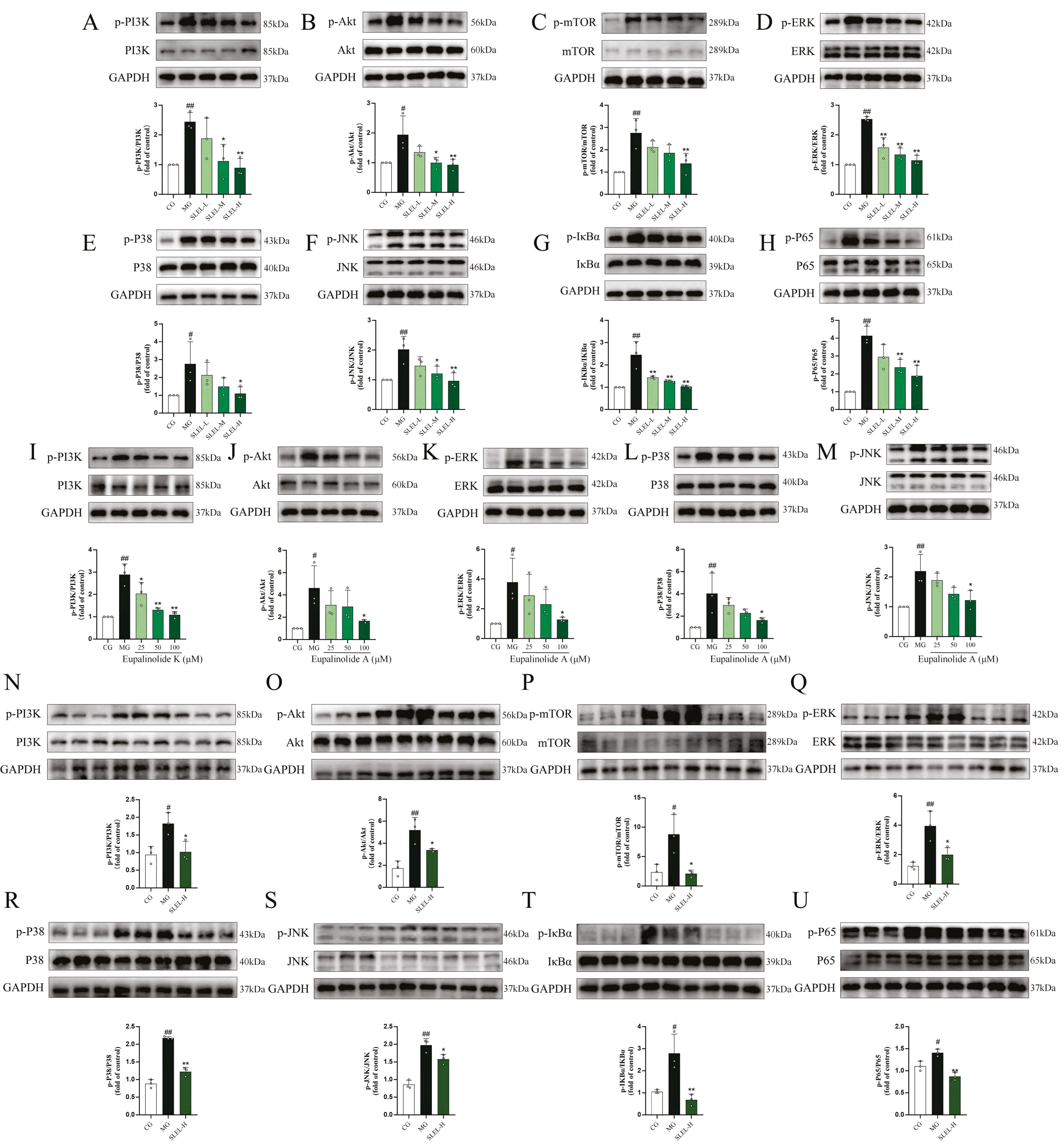 Pharmaceuticals 18 01523 g008 Pharmaceuticals 18 01523 g008