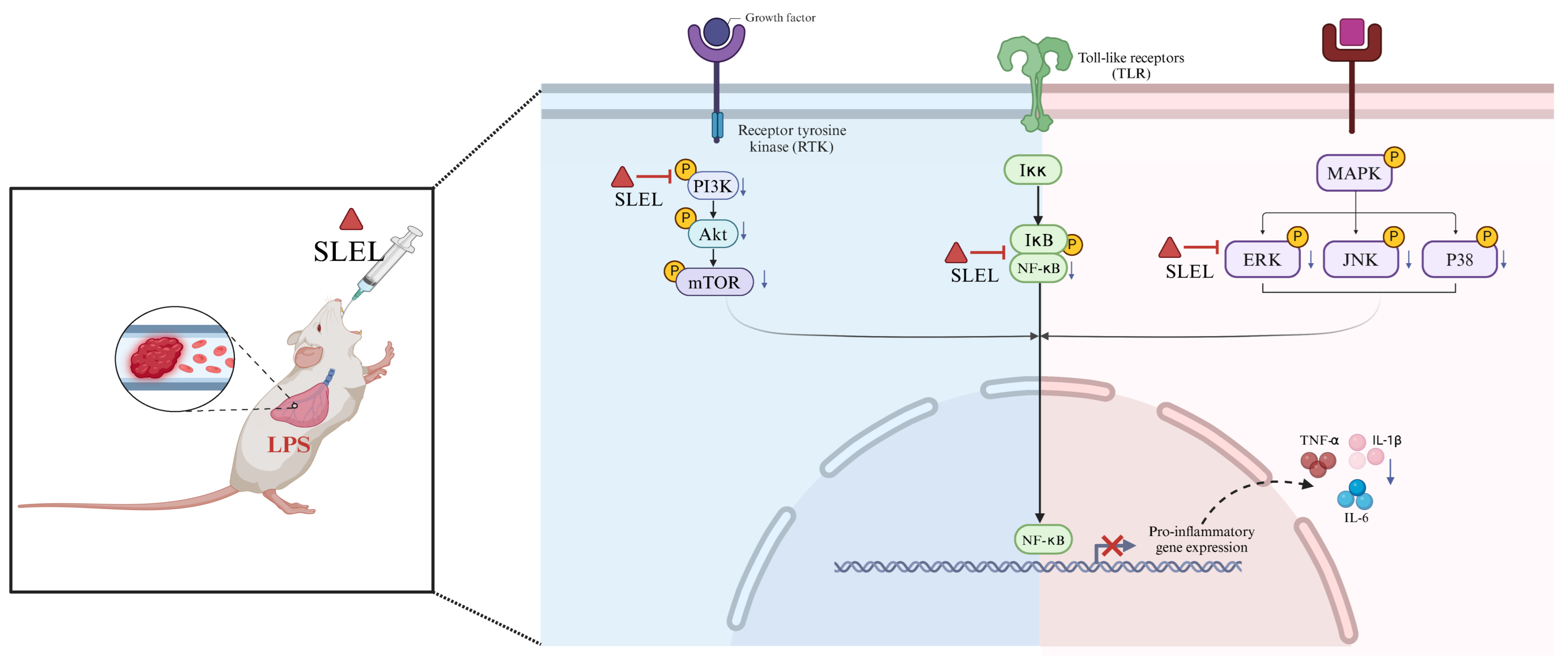 Pharmaceuticals 18 01523 g009 Pharmaceuticals 18 01523 g009