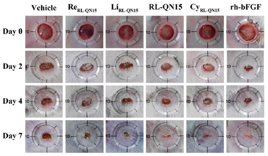 Wound Healing: Molecular Mechanisms, Antimicrobial Peptides, and