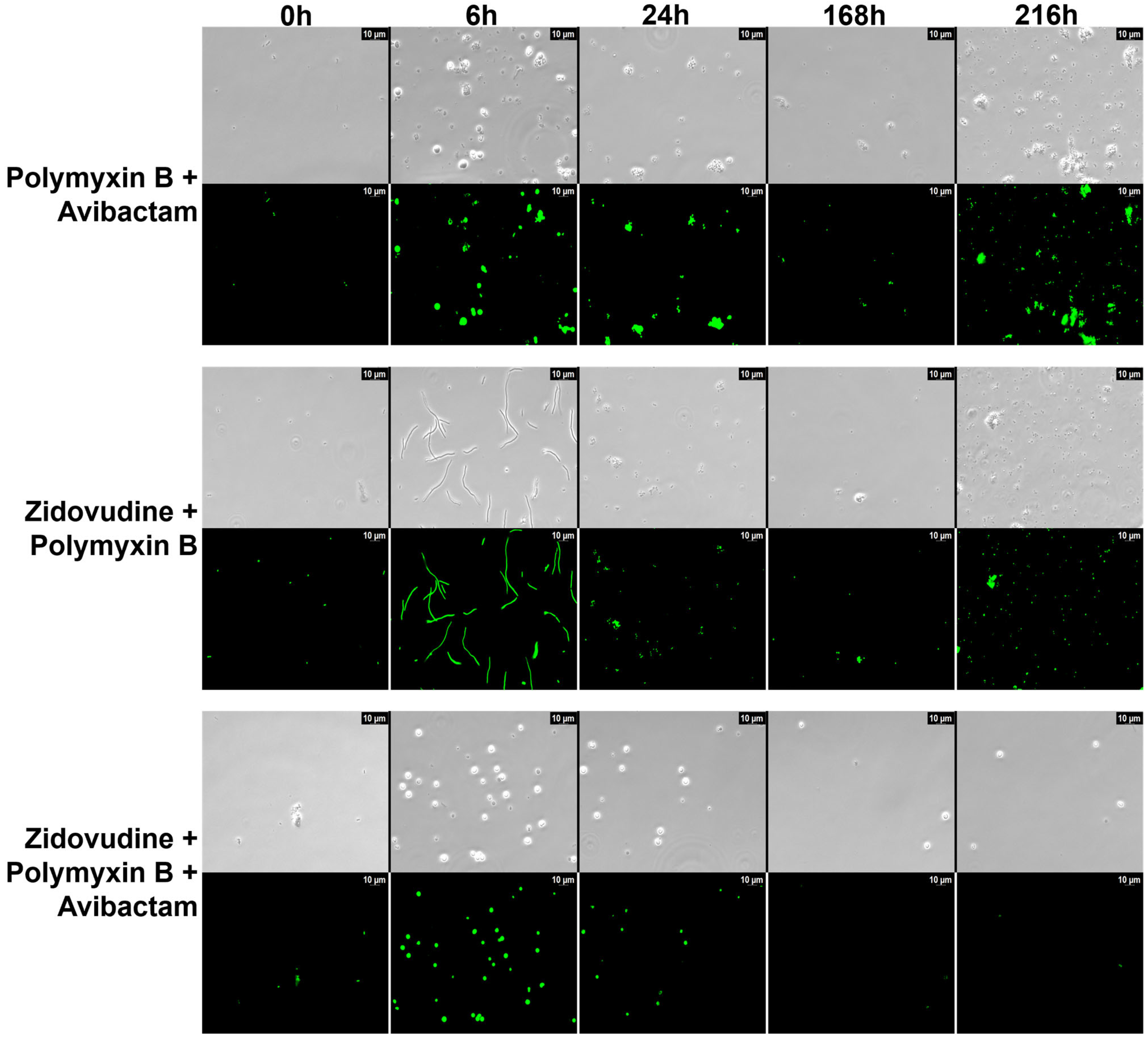 Pharmaceuticals 18 01531 g004