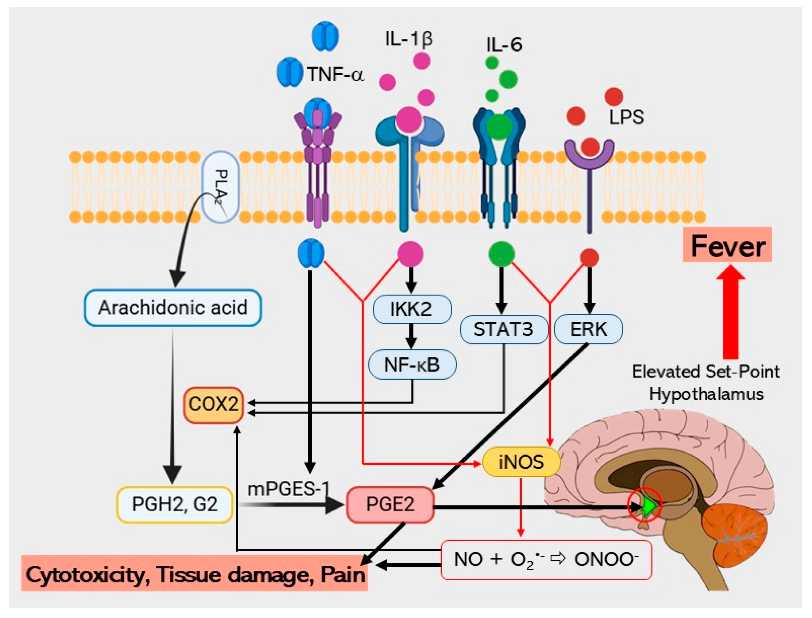 Pharmaceuticals 18 01541 g011 Pharmaceuticals 18 01541 g011