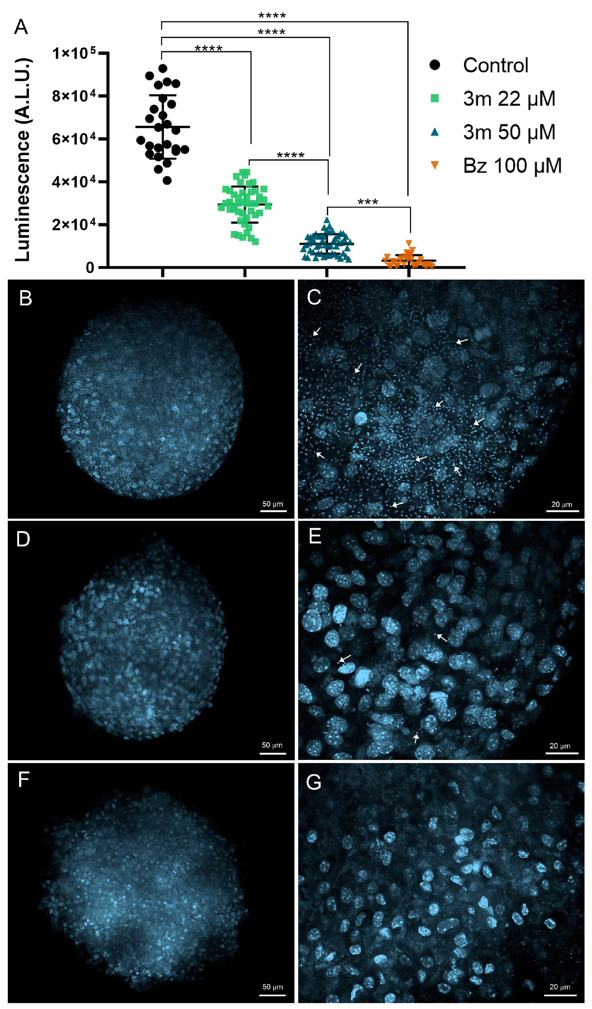 Pharmaceuticals 18 01552 g003