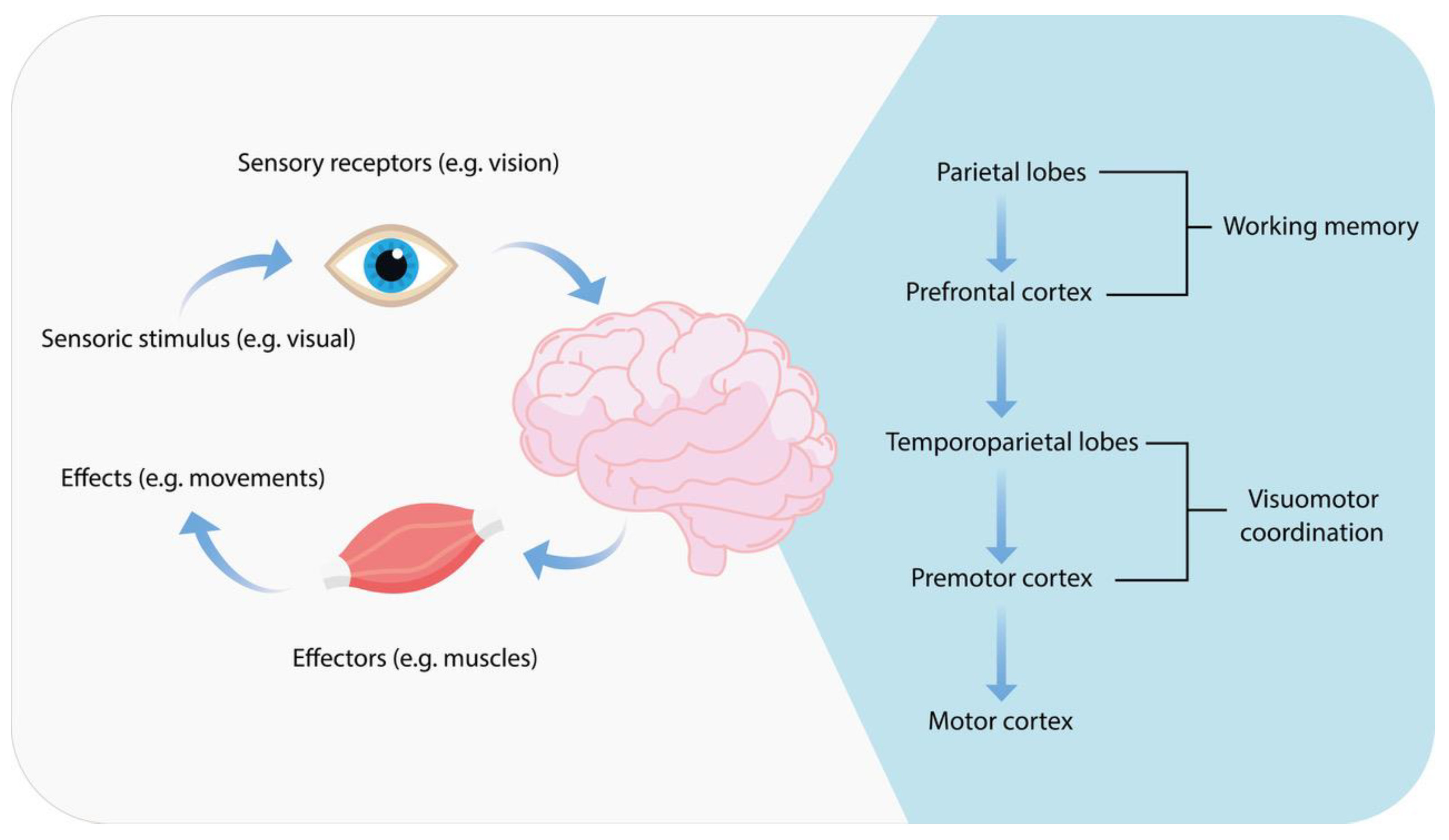 Pharmaceuticals 18 01555 g006 Pharmaceuticals 18 01555 g006