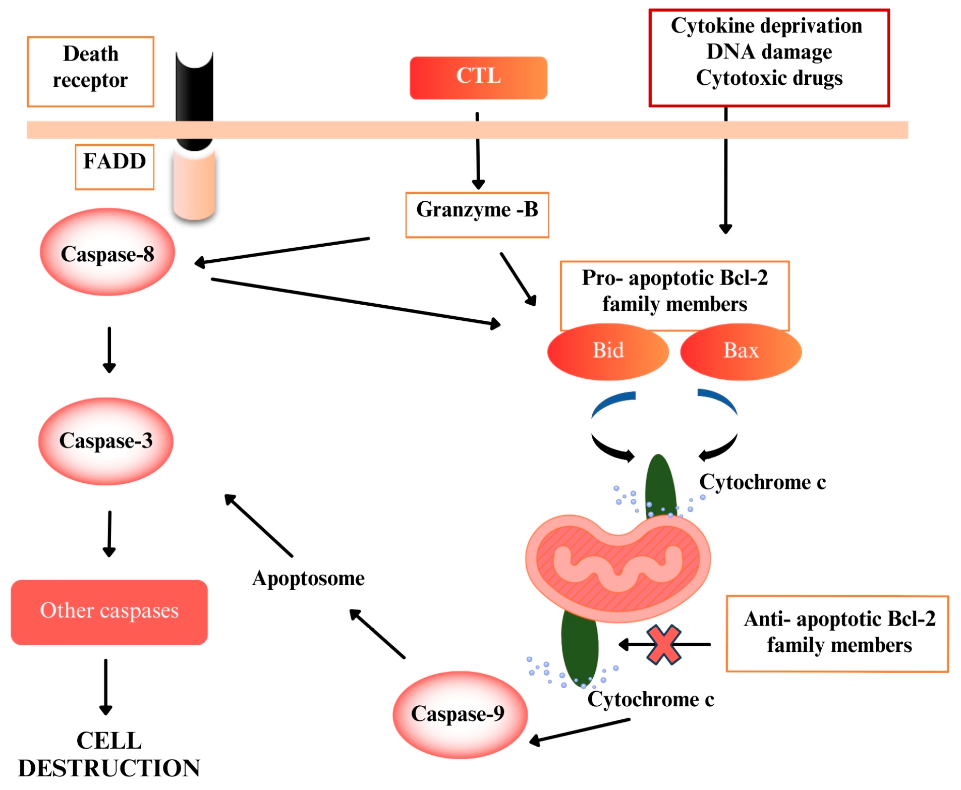 Pharmaceuticals 18 01558 g001