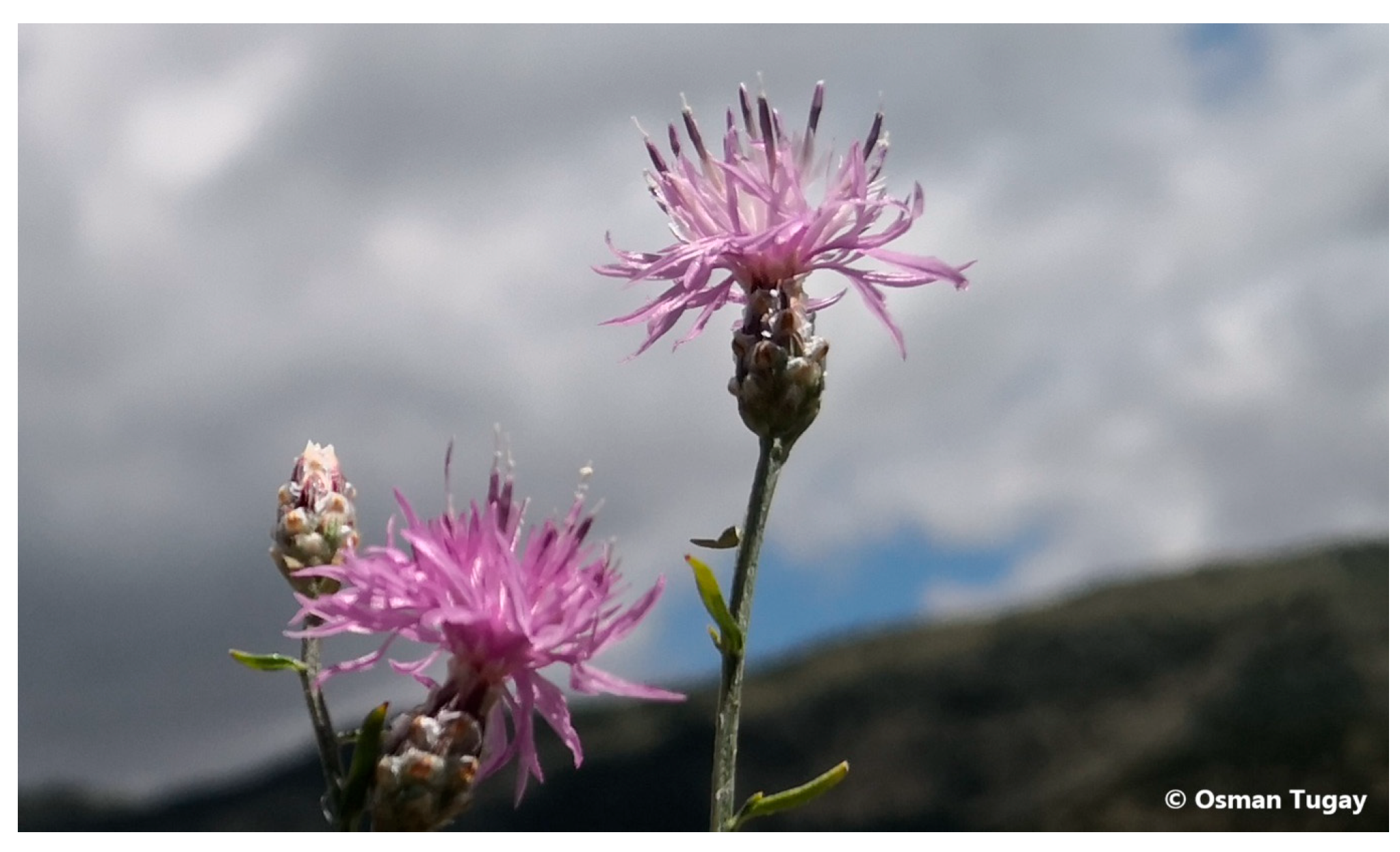 Pharmaceuticals 18 01558 g002