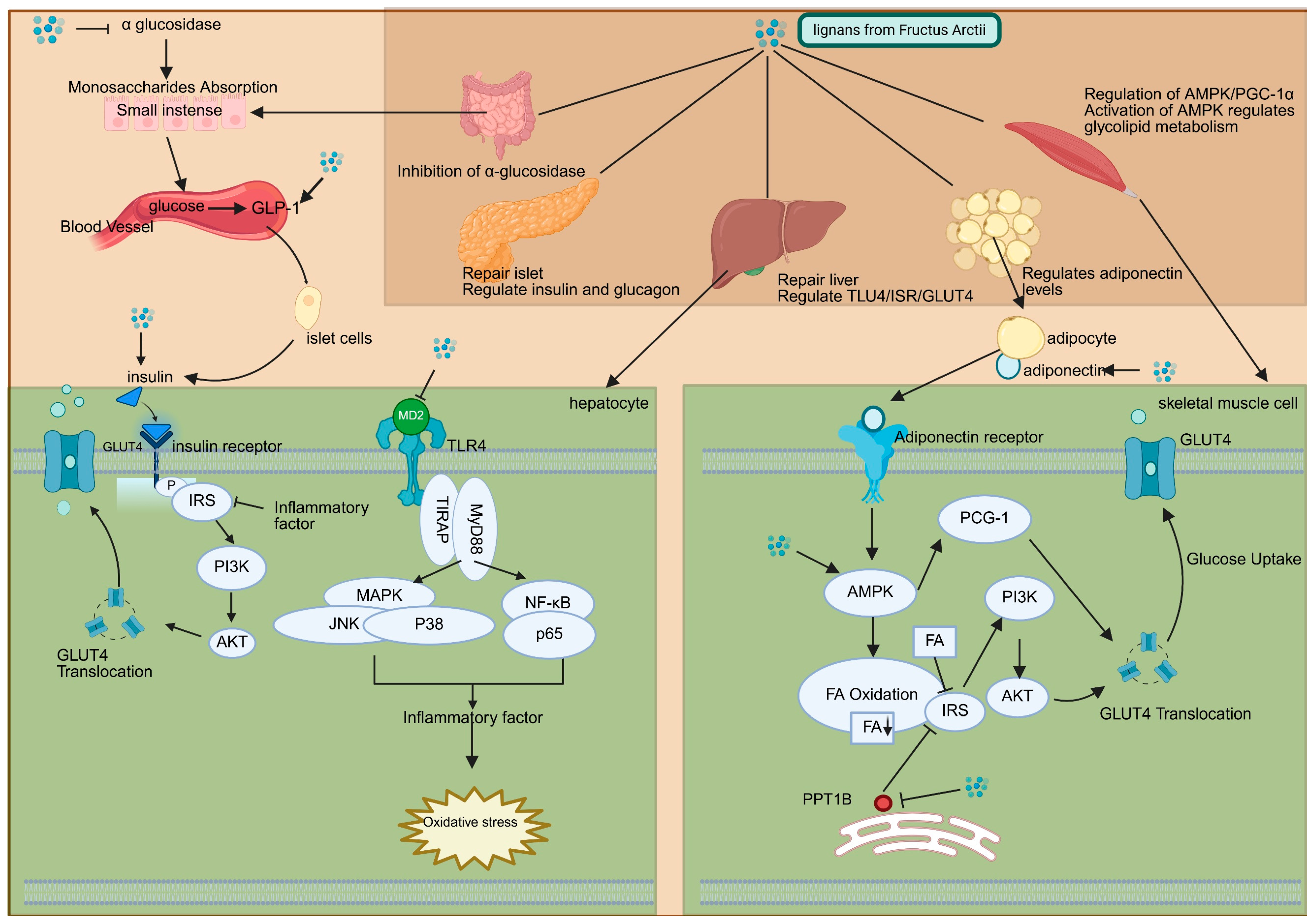 Pharmaceuticals 18 01569 g002